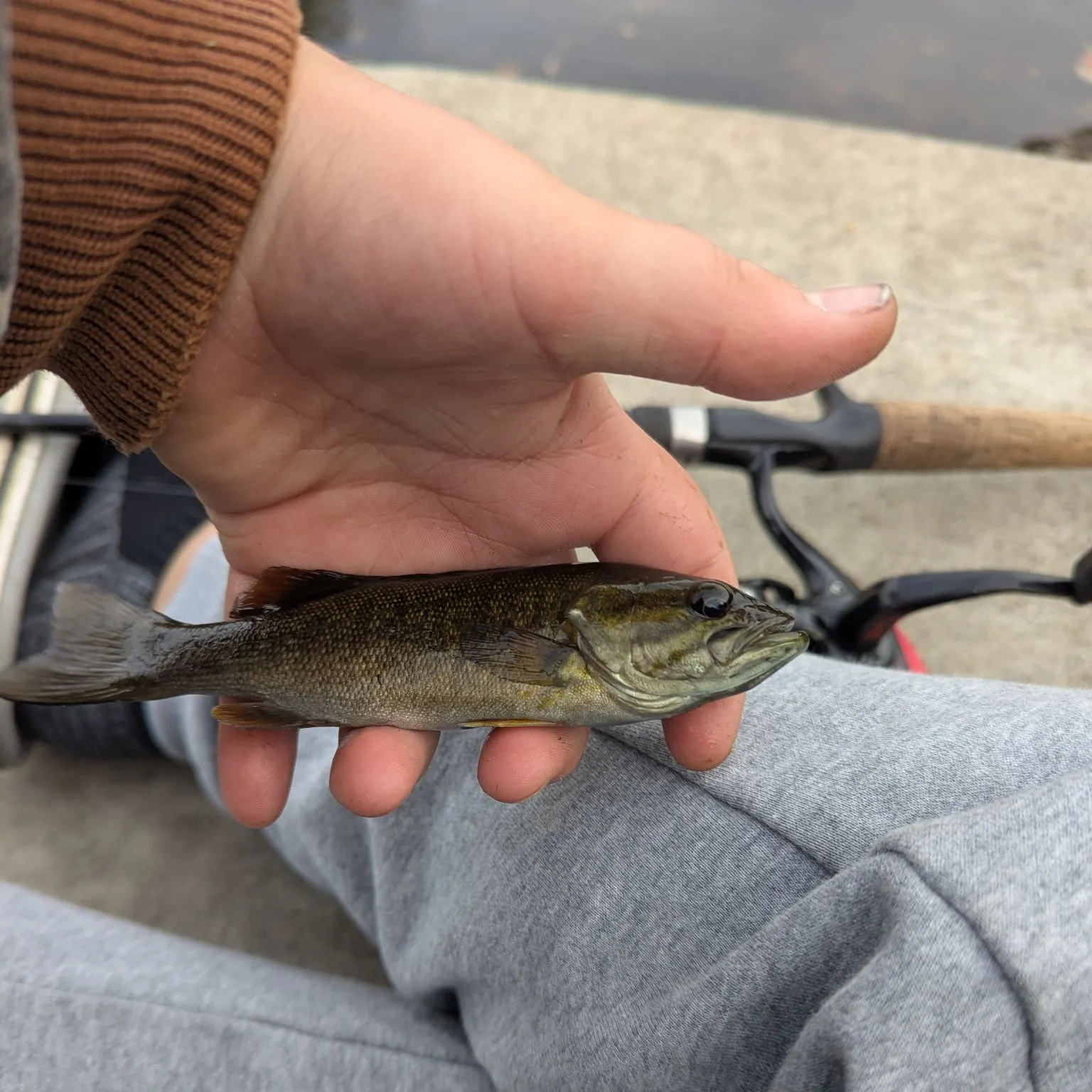 Smallmouth bass caught on Fishbrain