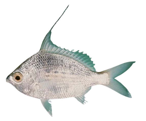 Whipfin silver-biddy