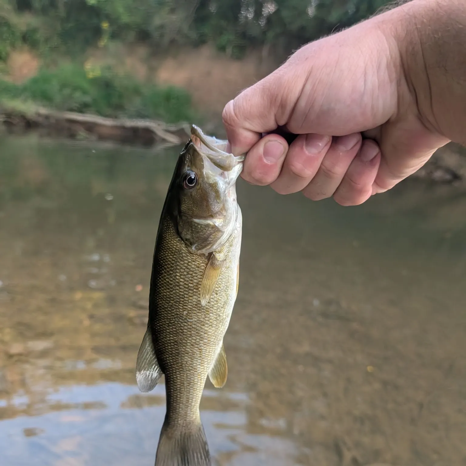 Smallmouth bass caught on Fishbrain