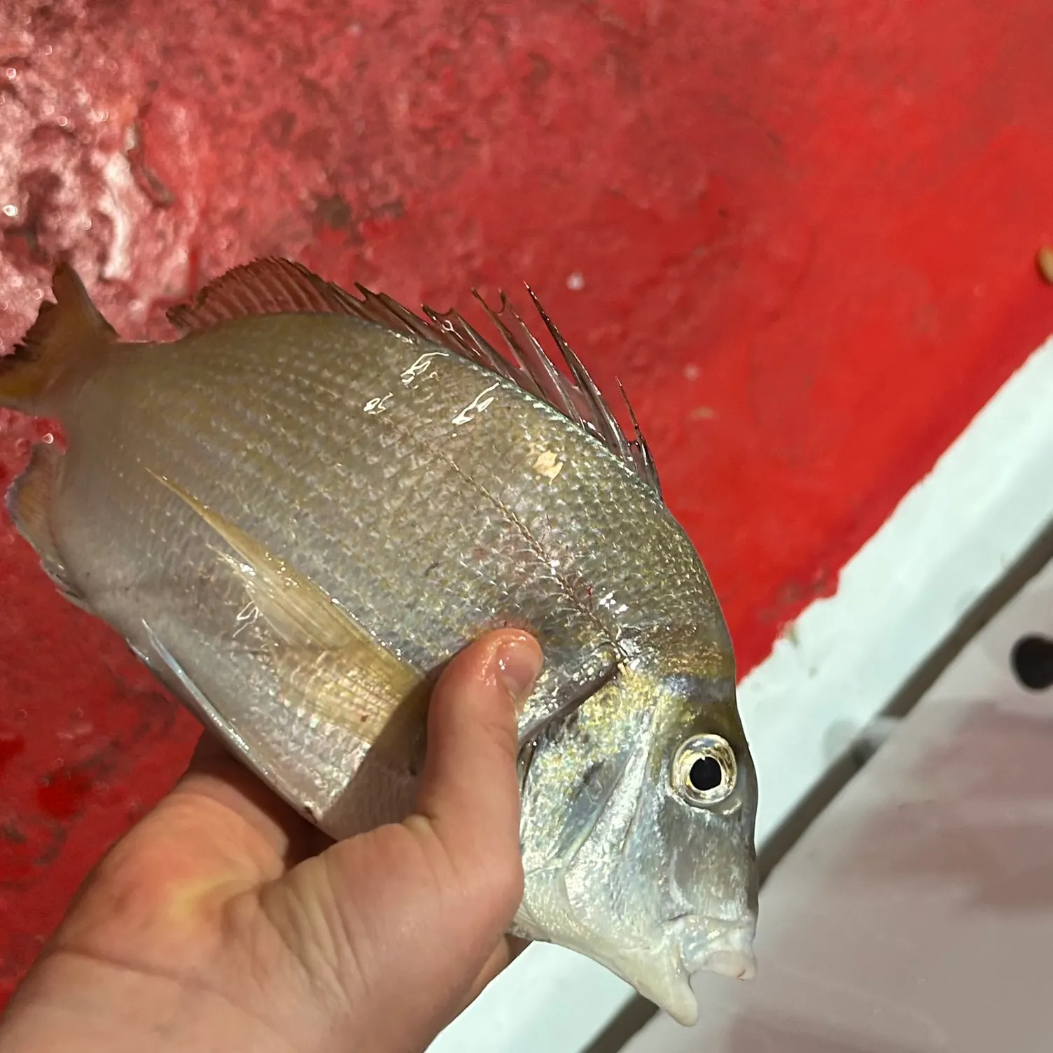 The most recent Scup catches on Fishbrain
