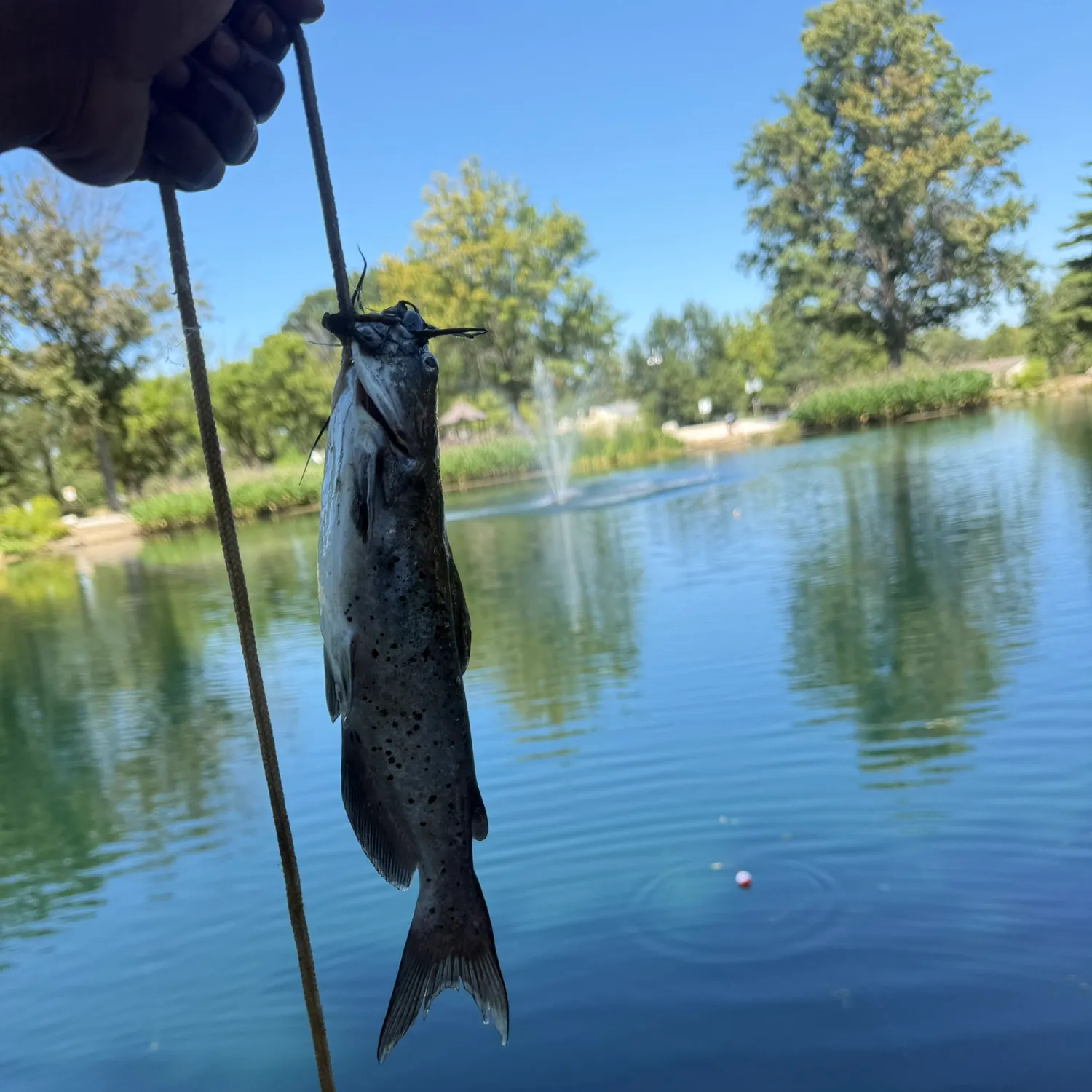 Channel catfish caught on Fishbrain