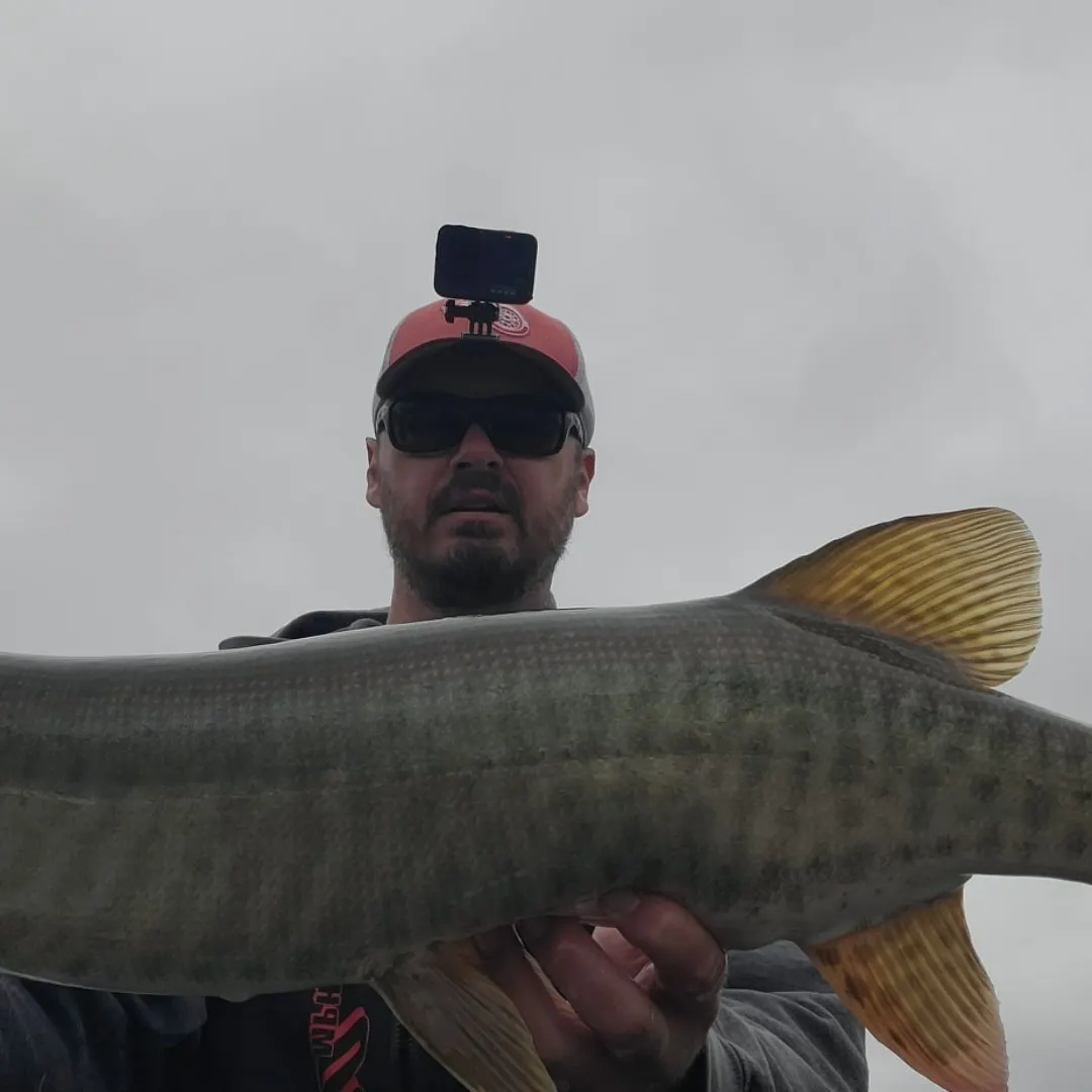 Muskie caught on Fishbrain