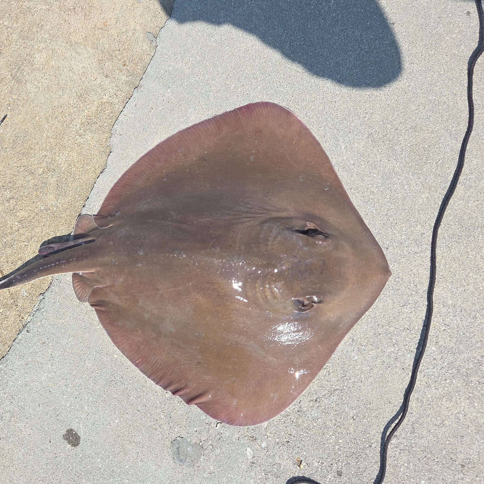 The most recent Southern stingray catches on Fishbrain