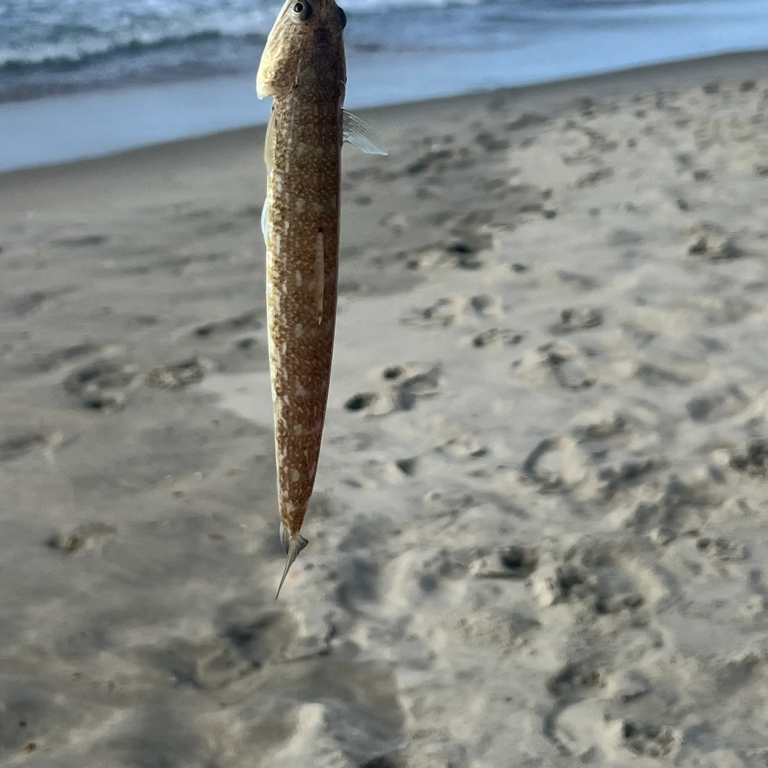 Inshore lizardfish caught on Fishbrain