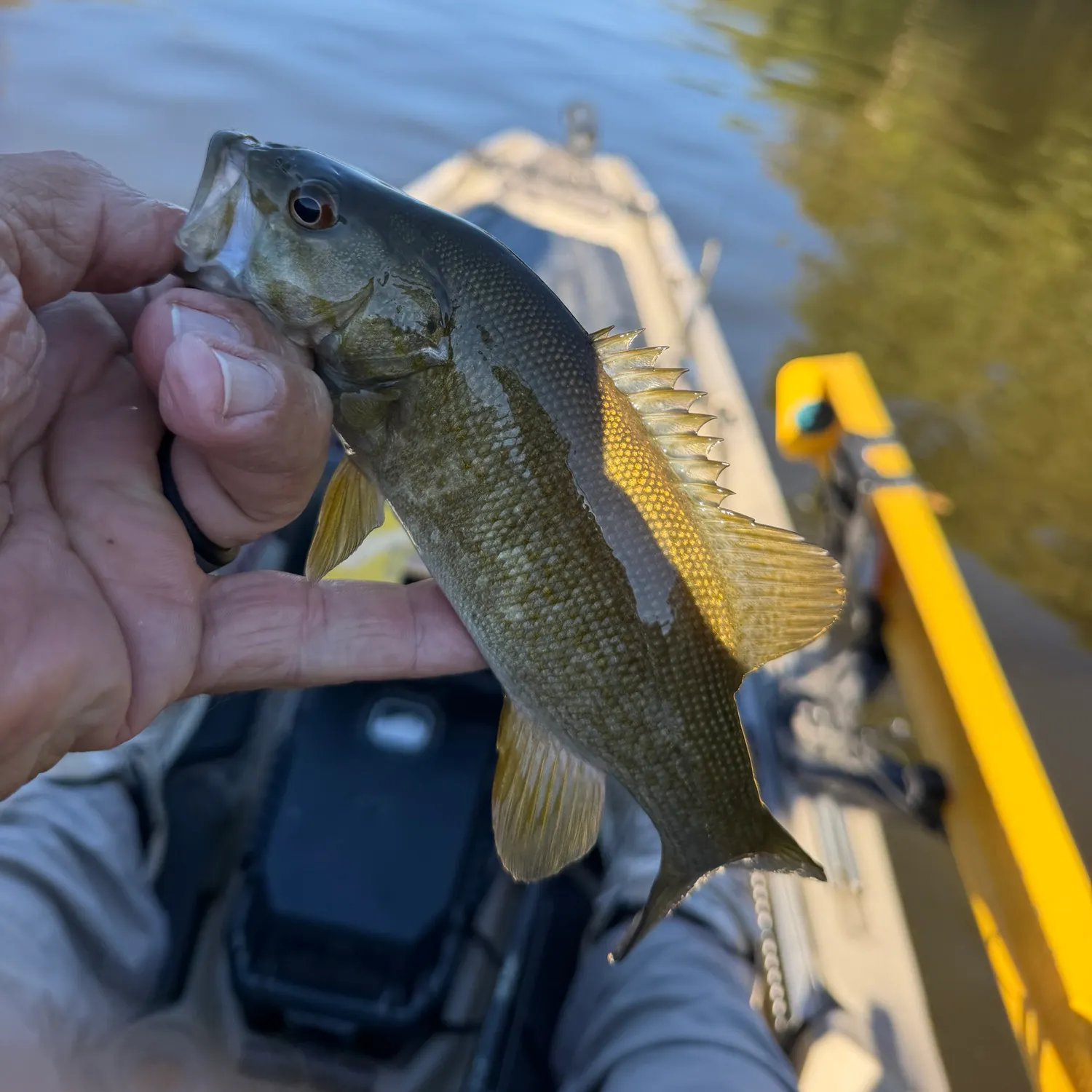 Smallmouth bass caught on Fishbrain