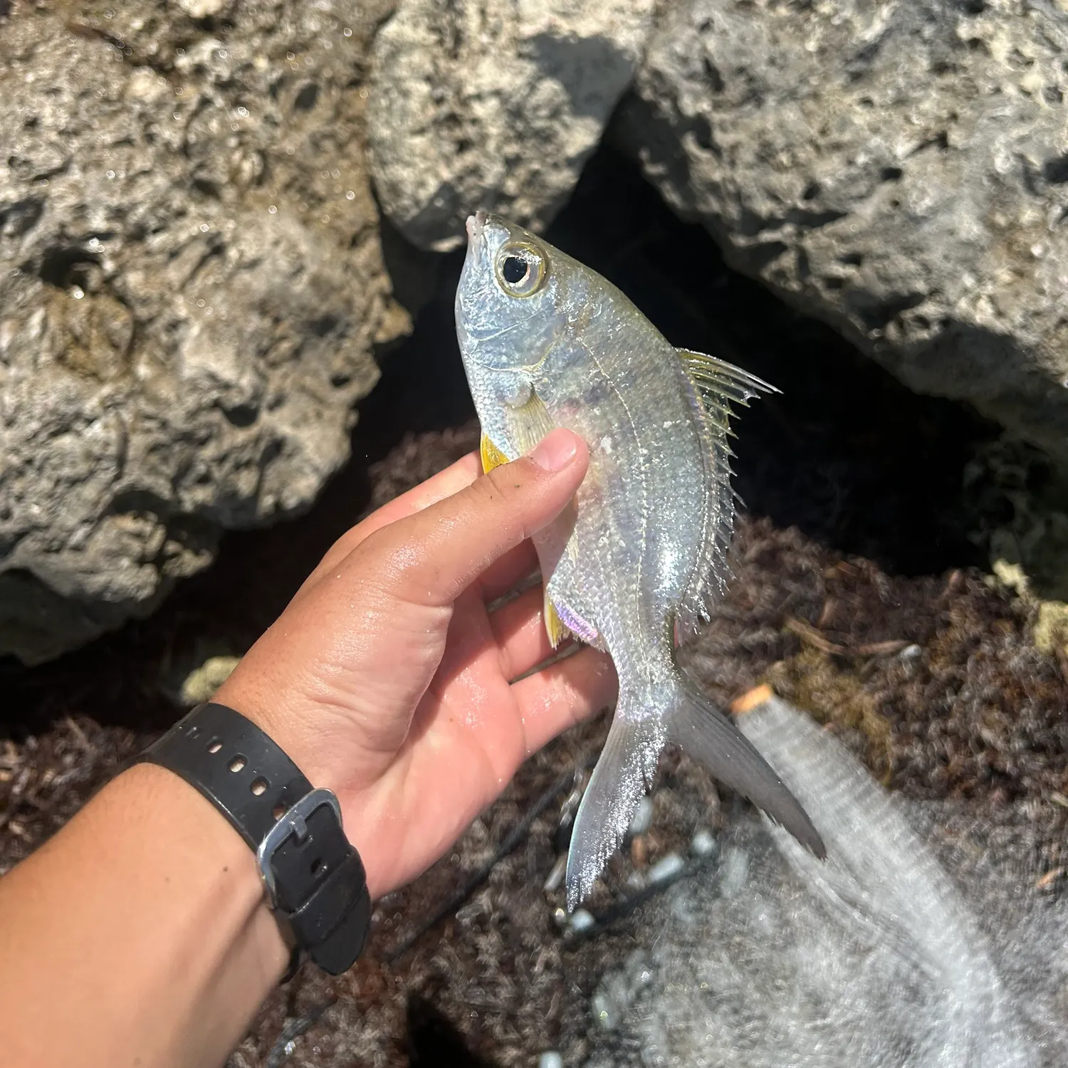 The most recent Striped mojarra catches on Fishbrain