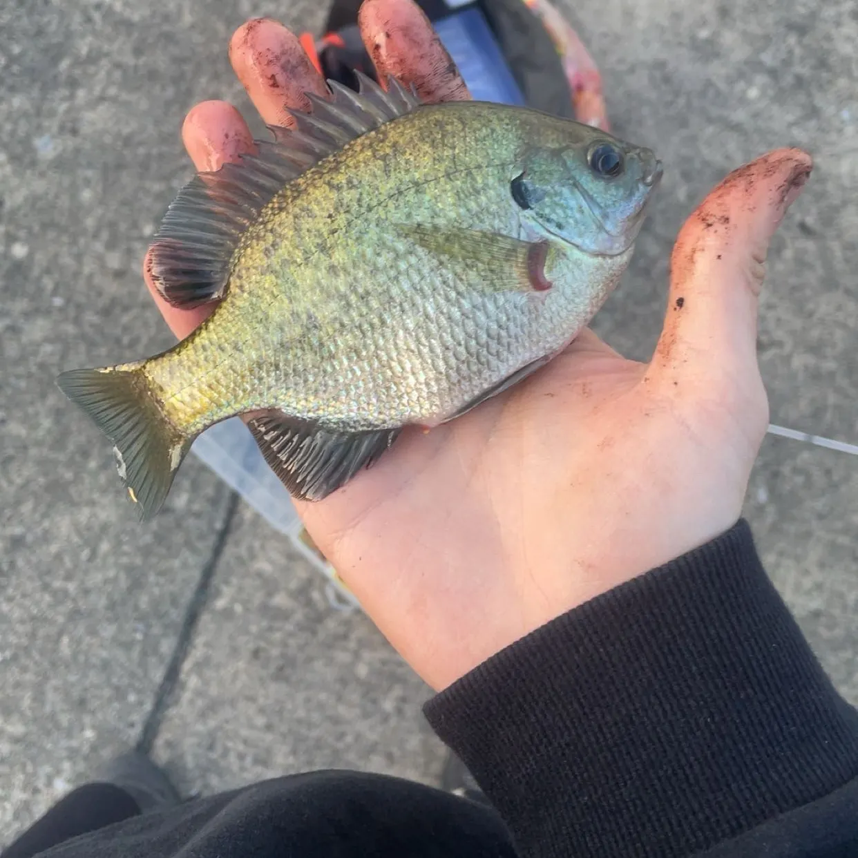 catch