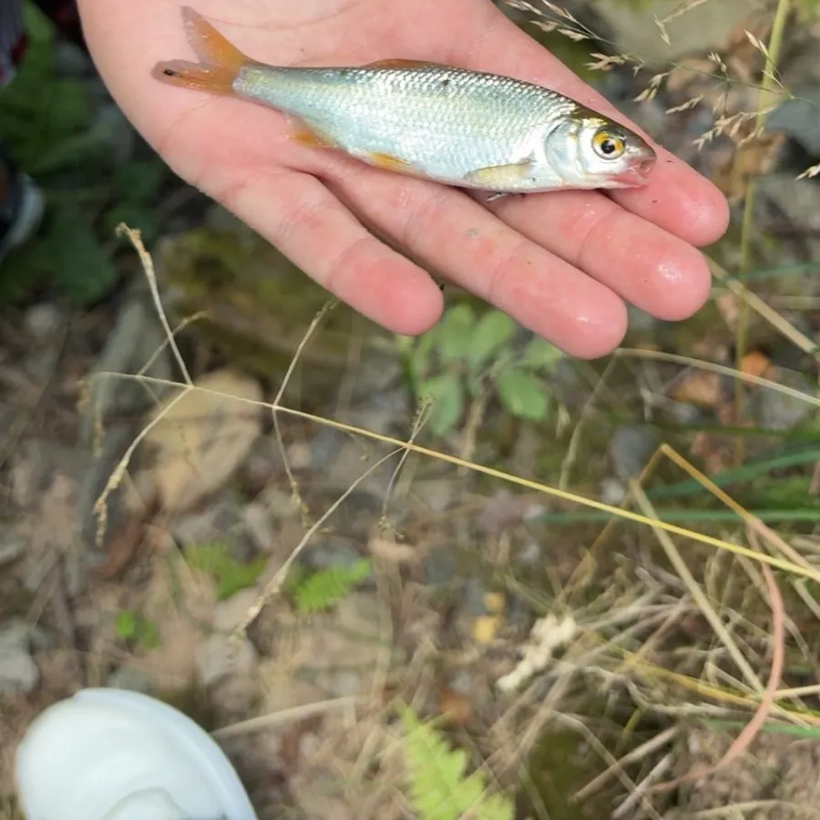 Common roach caught on Fishbrain