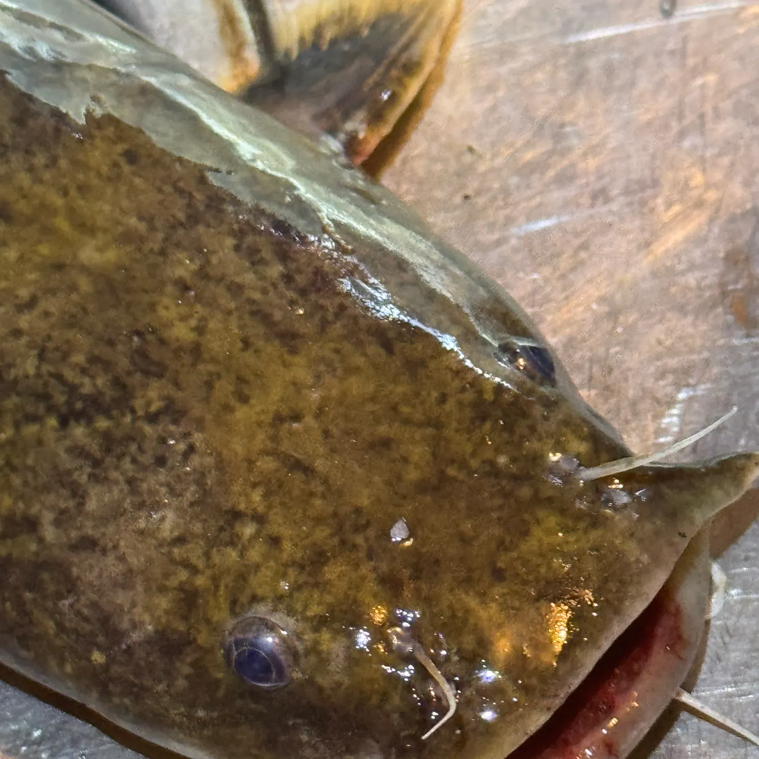The most recent Flathead catfish catches on Fishbrain