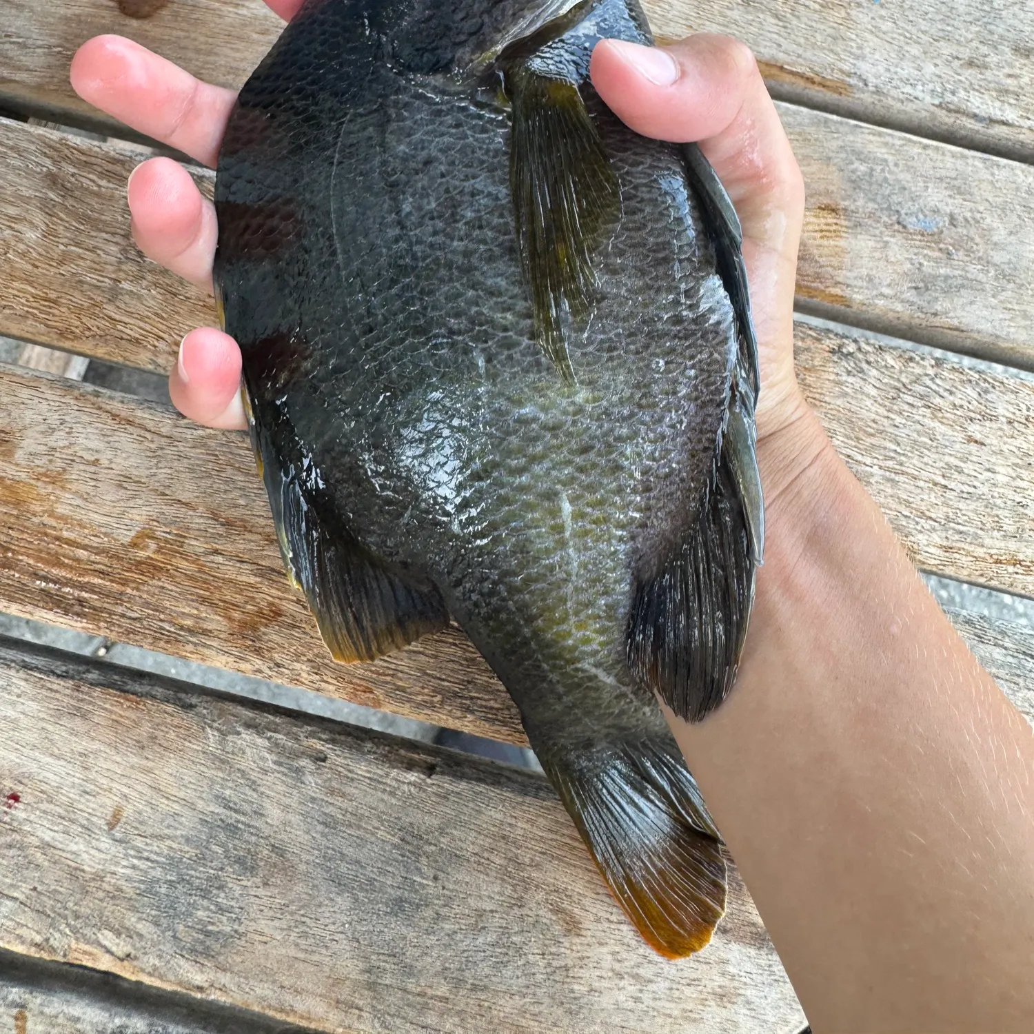 recently logged catches