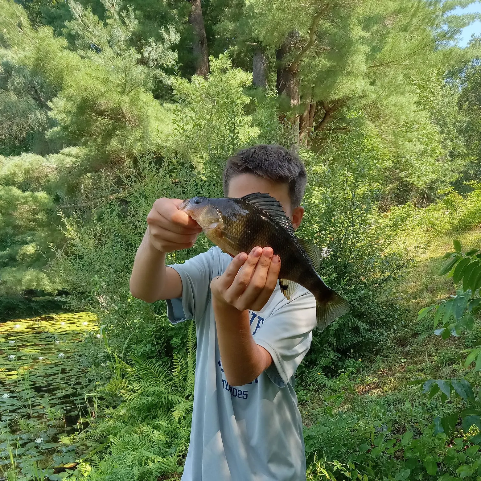 Yellow perch caught on Fishbrain