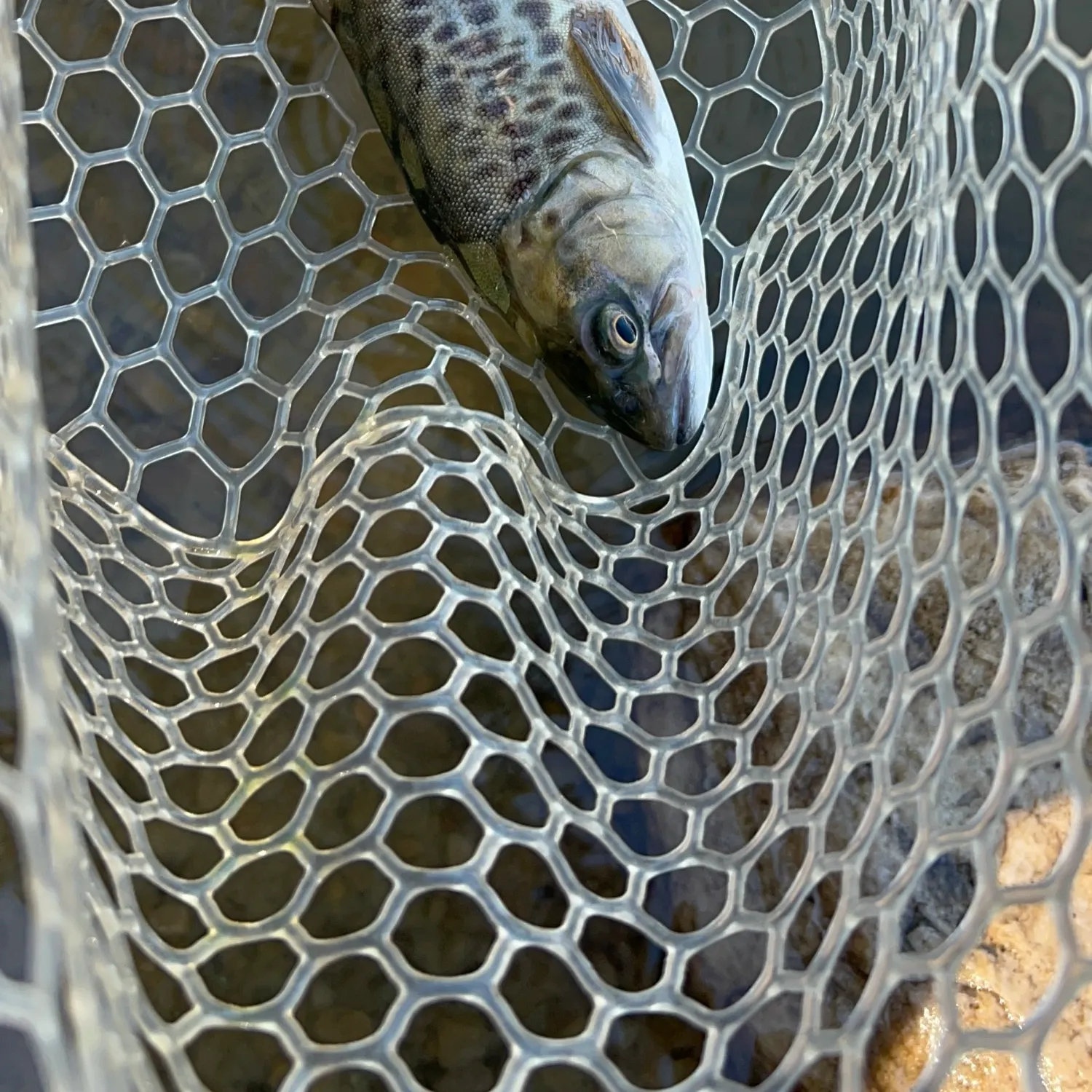 Tiger trout caught on Fishbrain