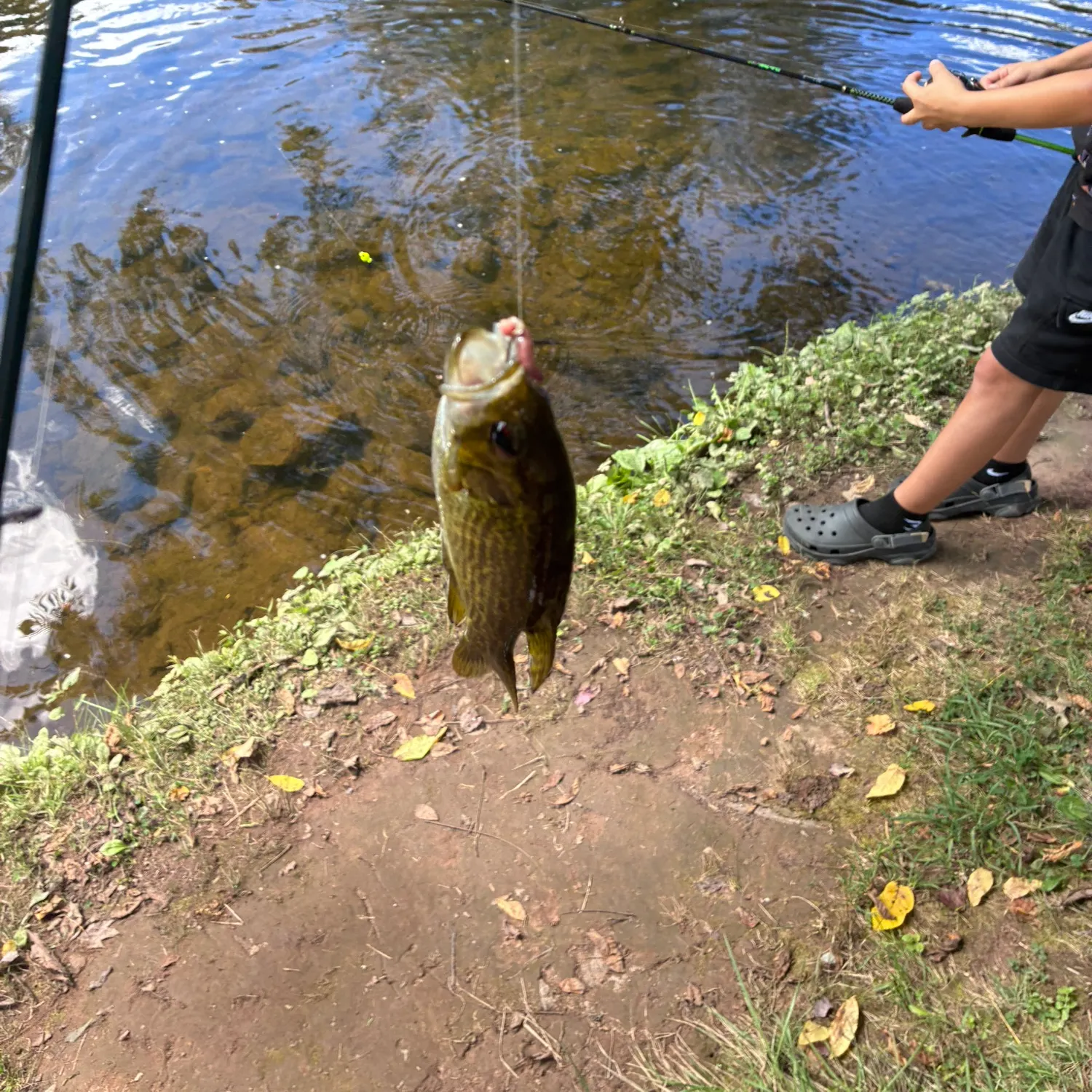 Rock bass caught on Fishbrain