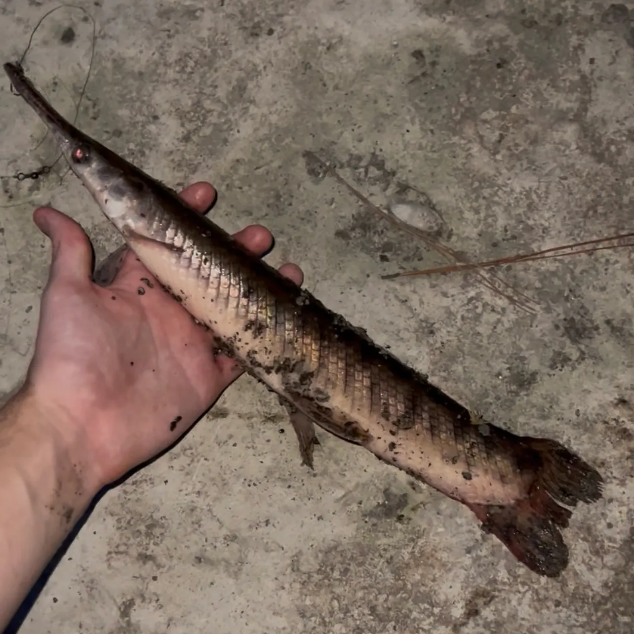 Spotted gar caught on Fishbrain
