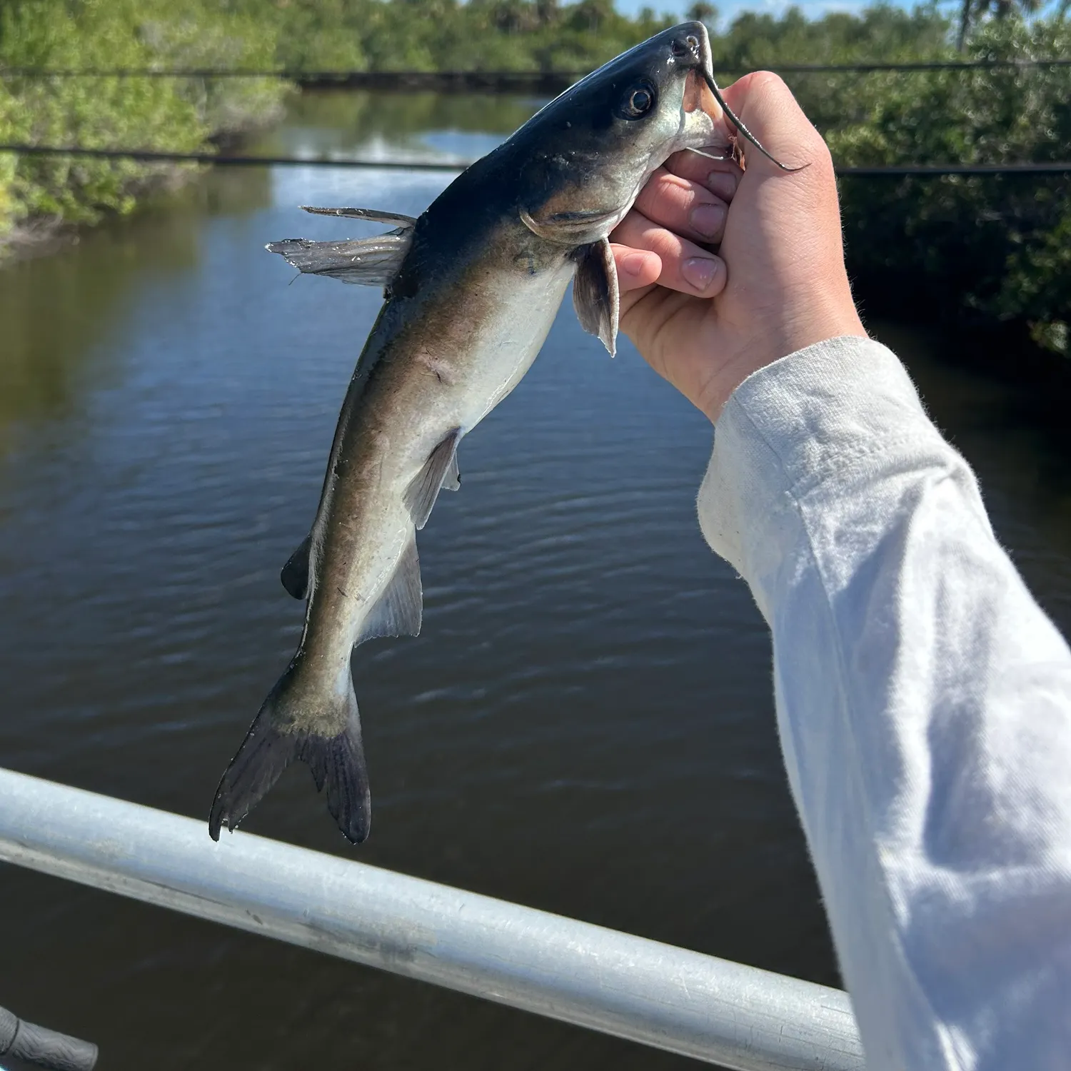 The most recent Gafftopsail sea catfish catches on Fishbrain