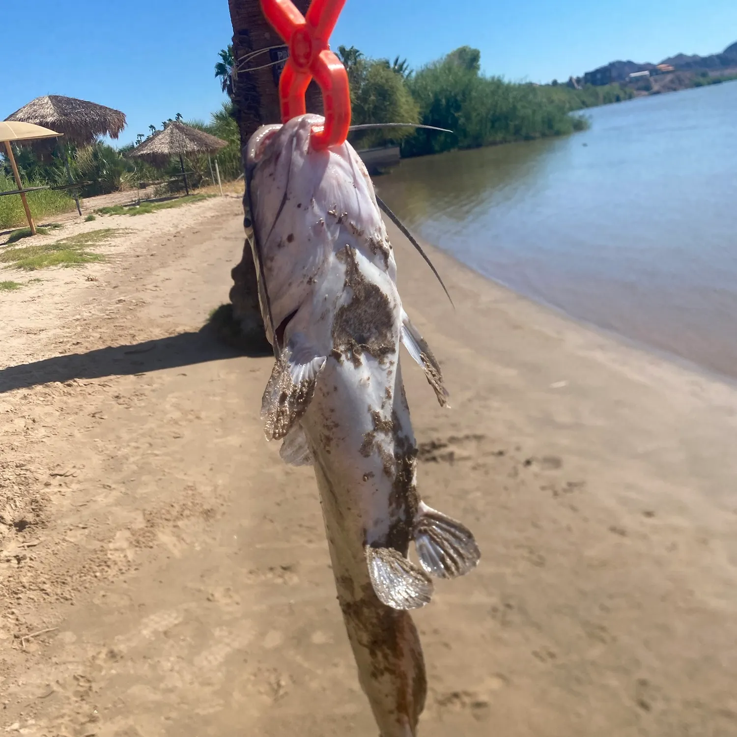 Channel catfish caught on Fishbrain