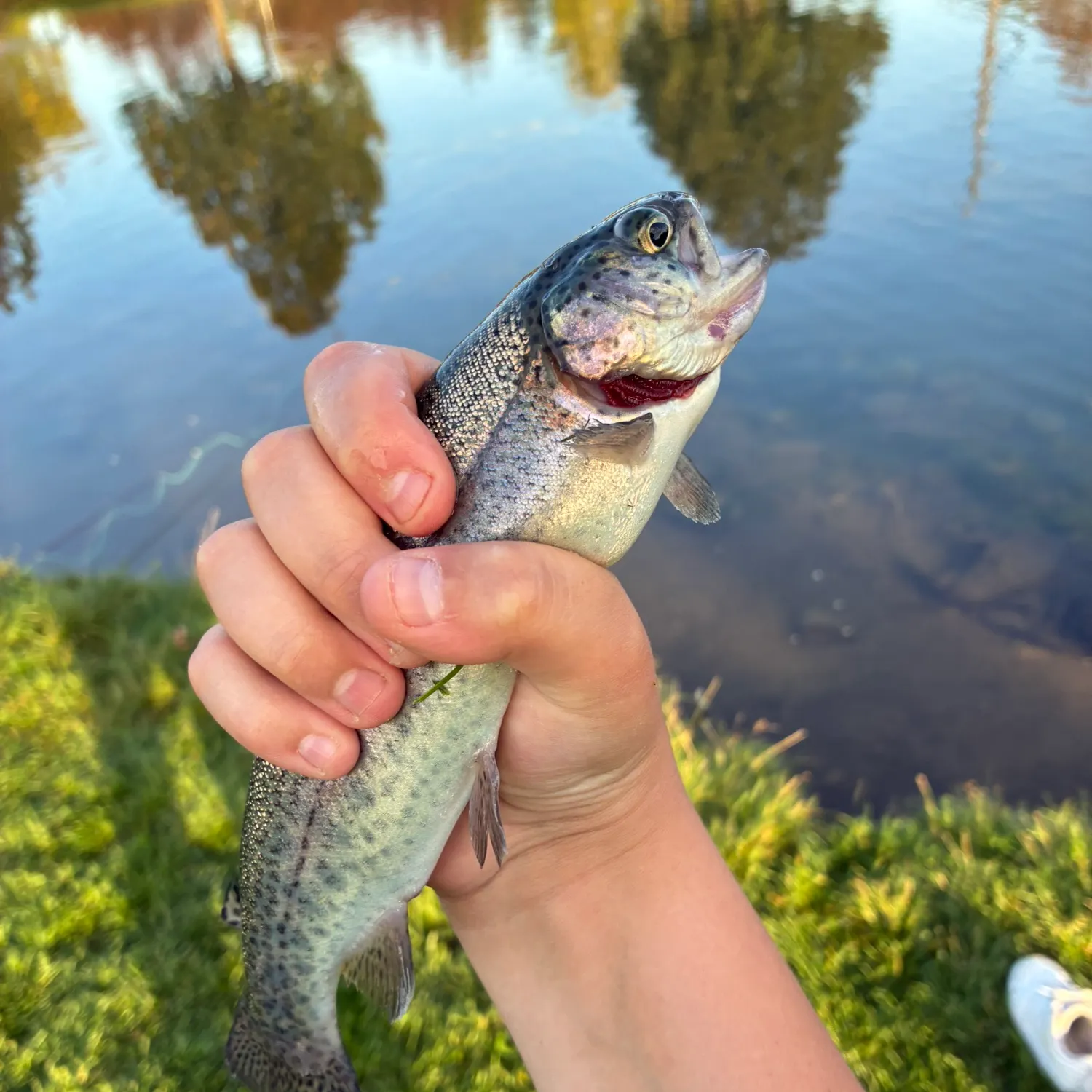 Rainbow trout caught on Fishbrain