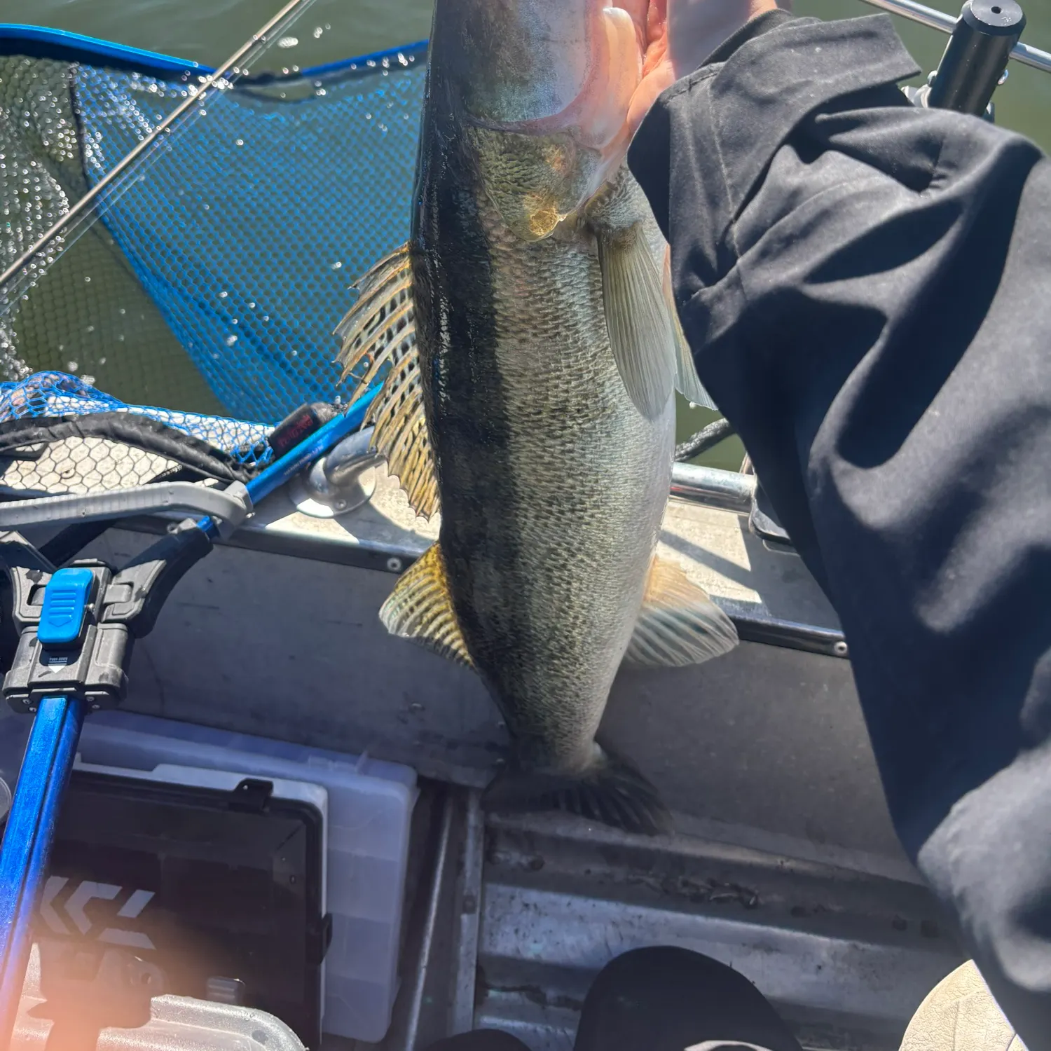 Zander caught on Fishbrain