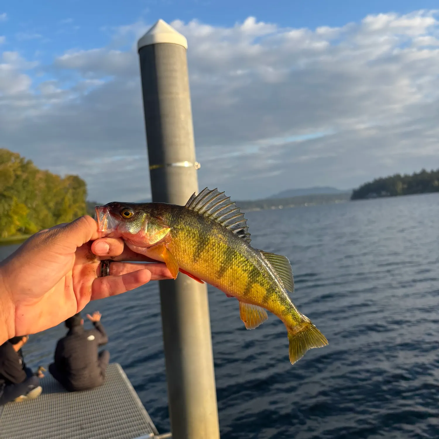 The most recent Yellow perch catches on Fishbrain