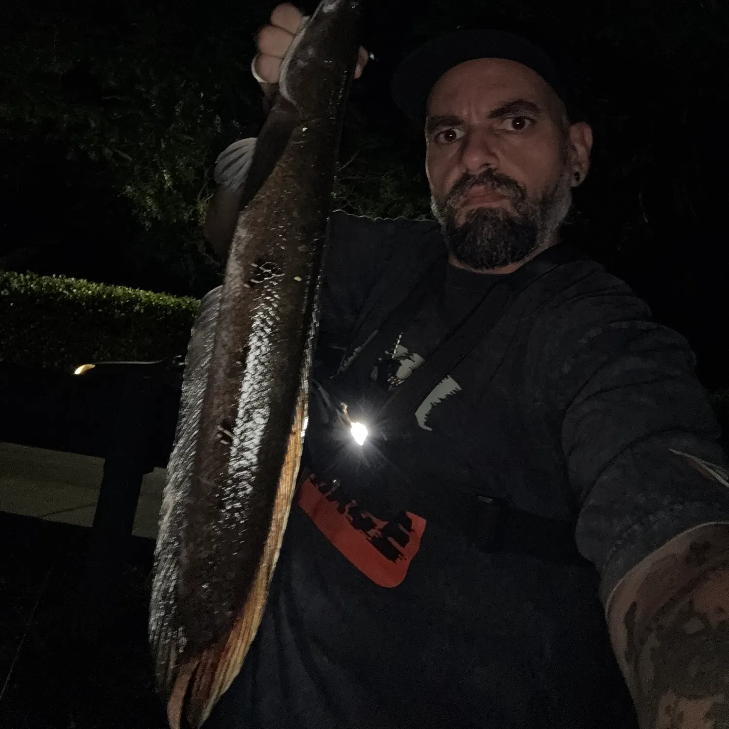 Bullseye snakehead caught on Fishbrain