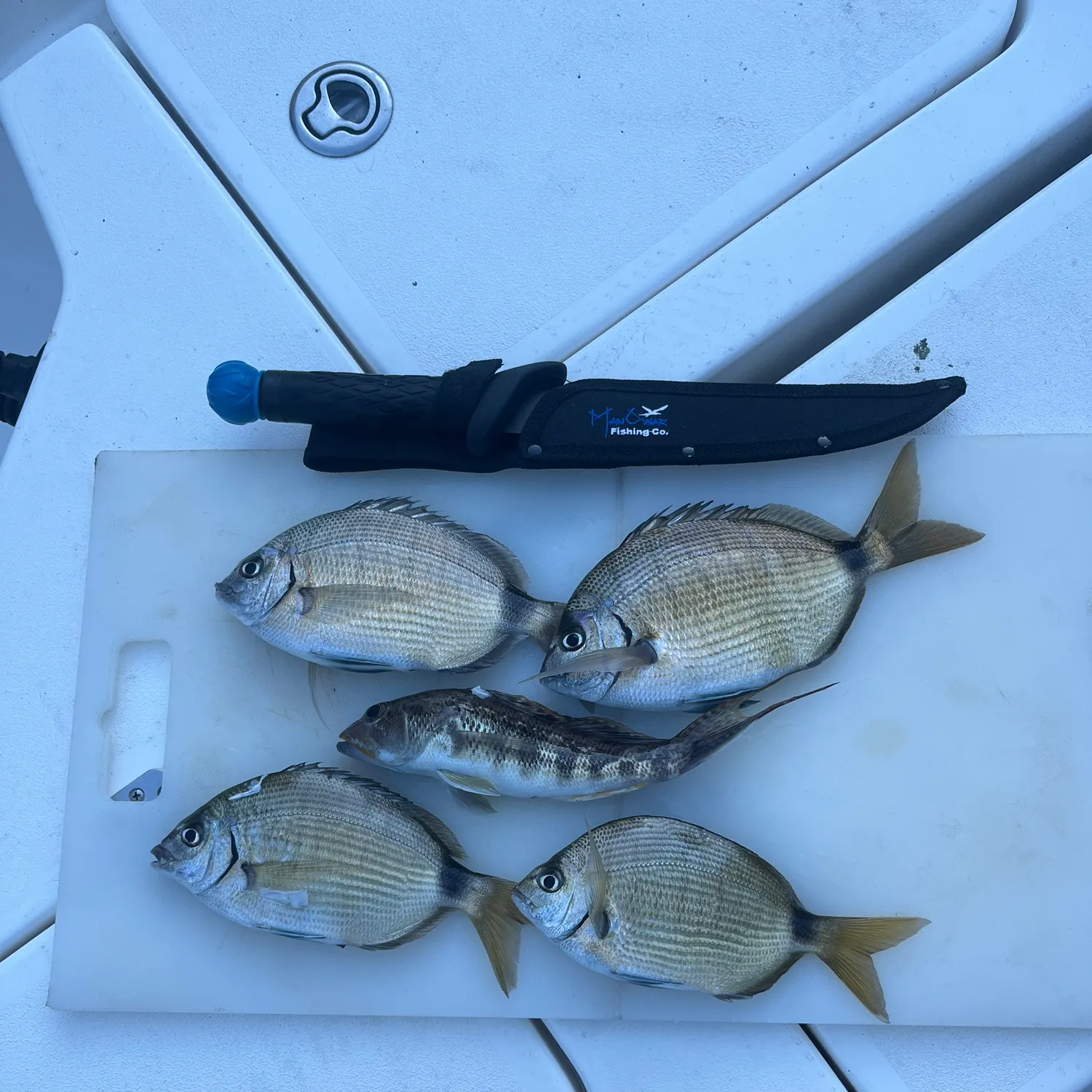 The most recent Spottail seabream catches on Fishbrain
