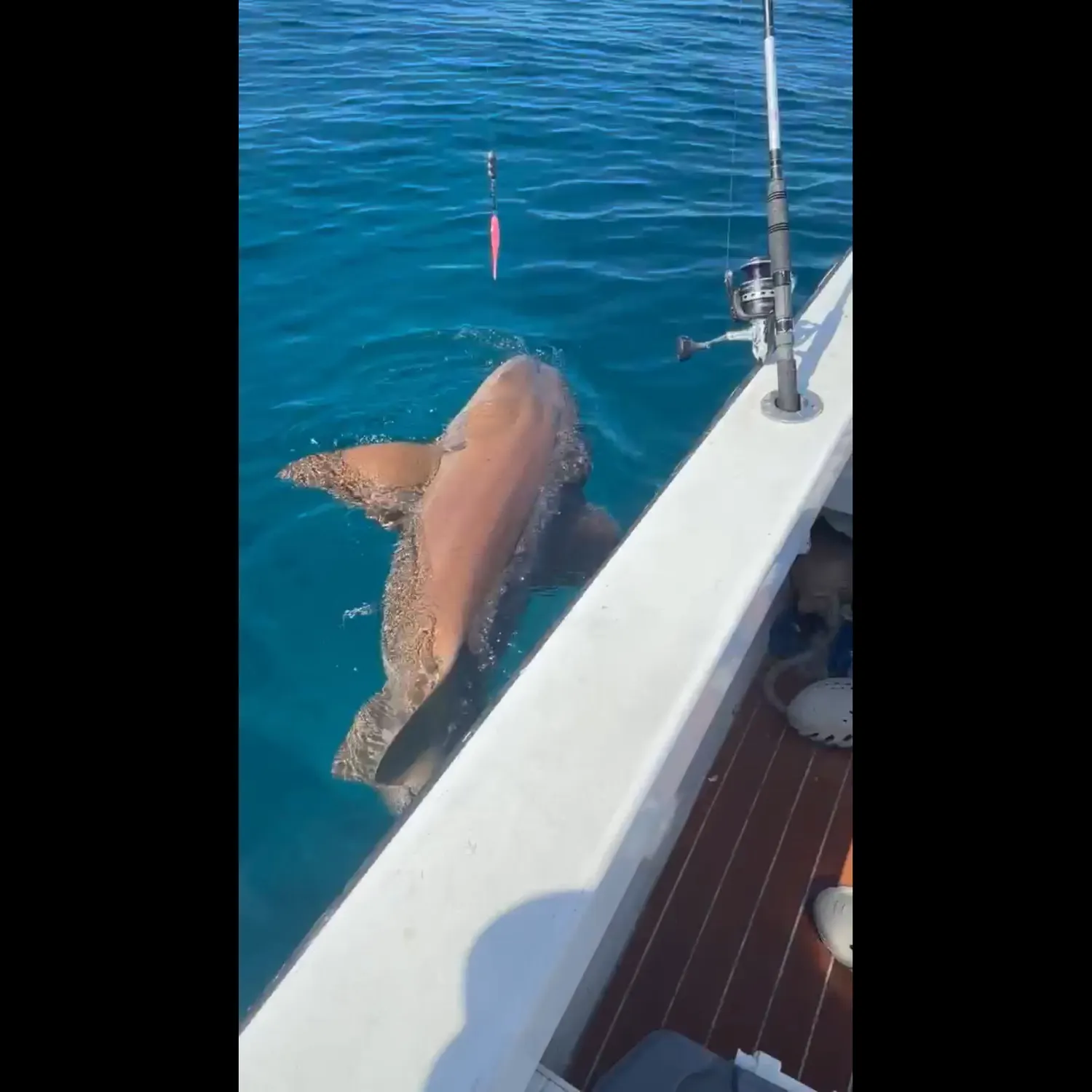 The most recent Nurse shark catches on Fishbrain