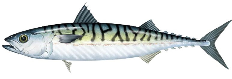 Atlantic mackerel