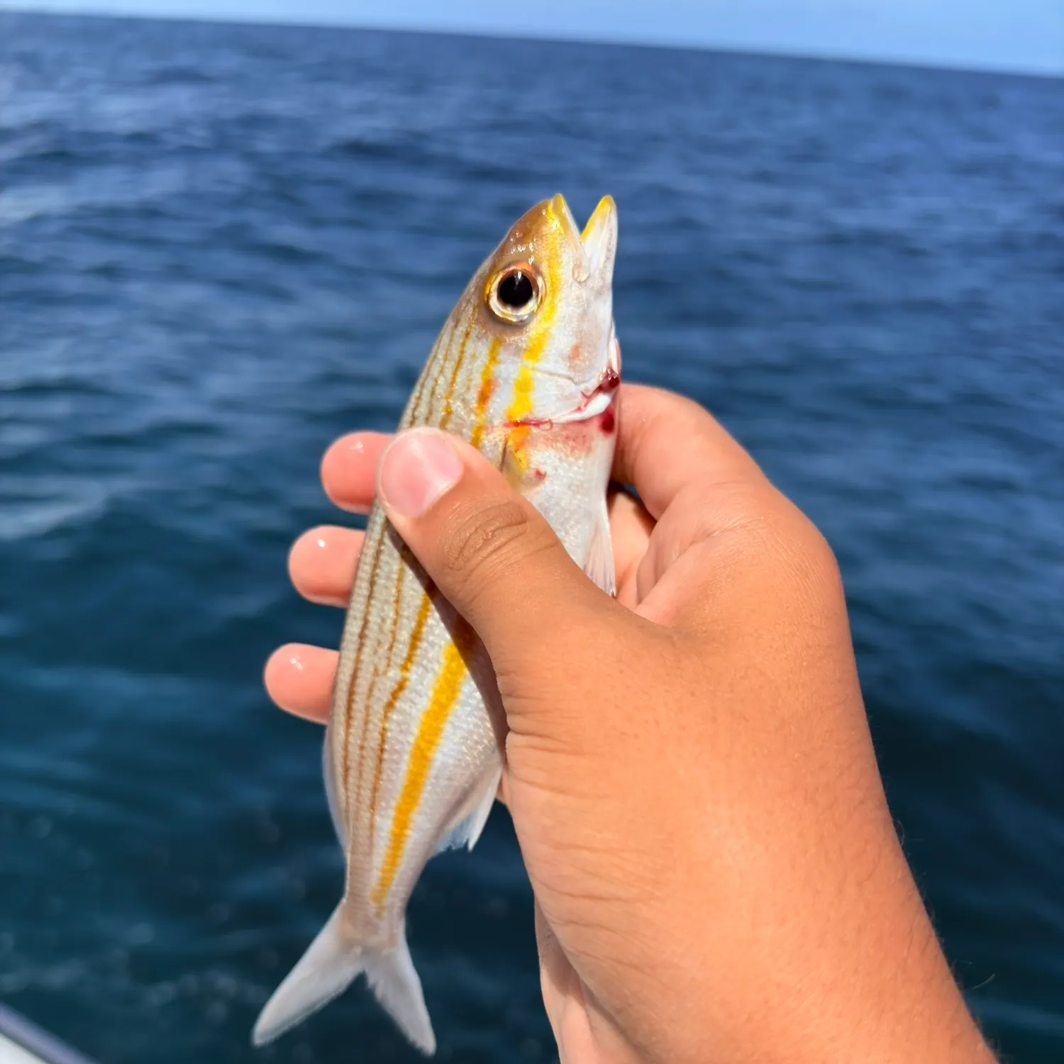 The most recent Striped grunt catches on Fishbrain