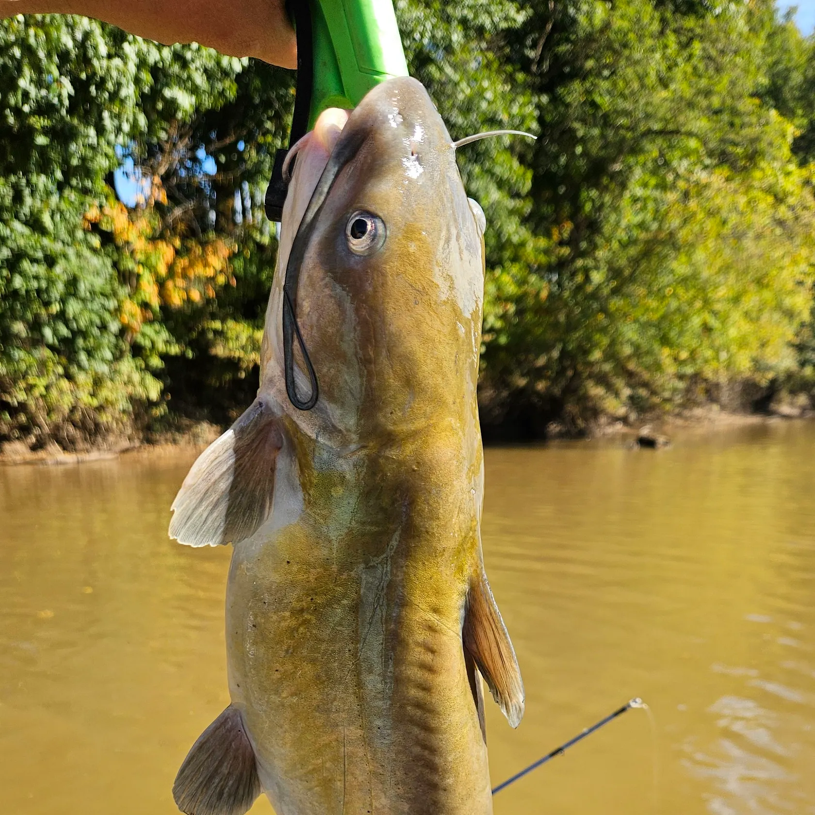 Channel catfish caught on Fishbrain