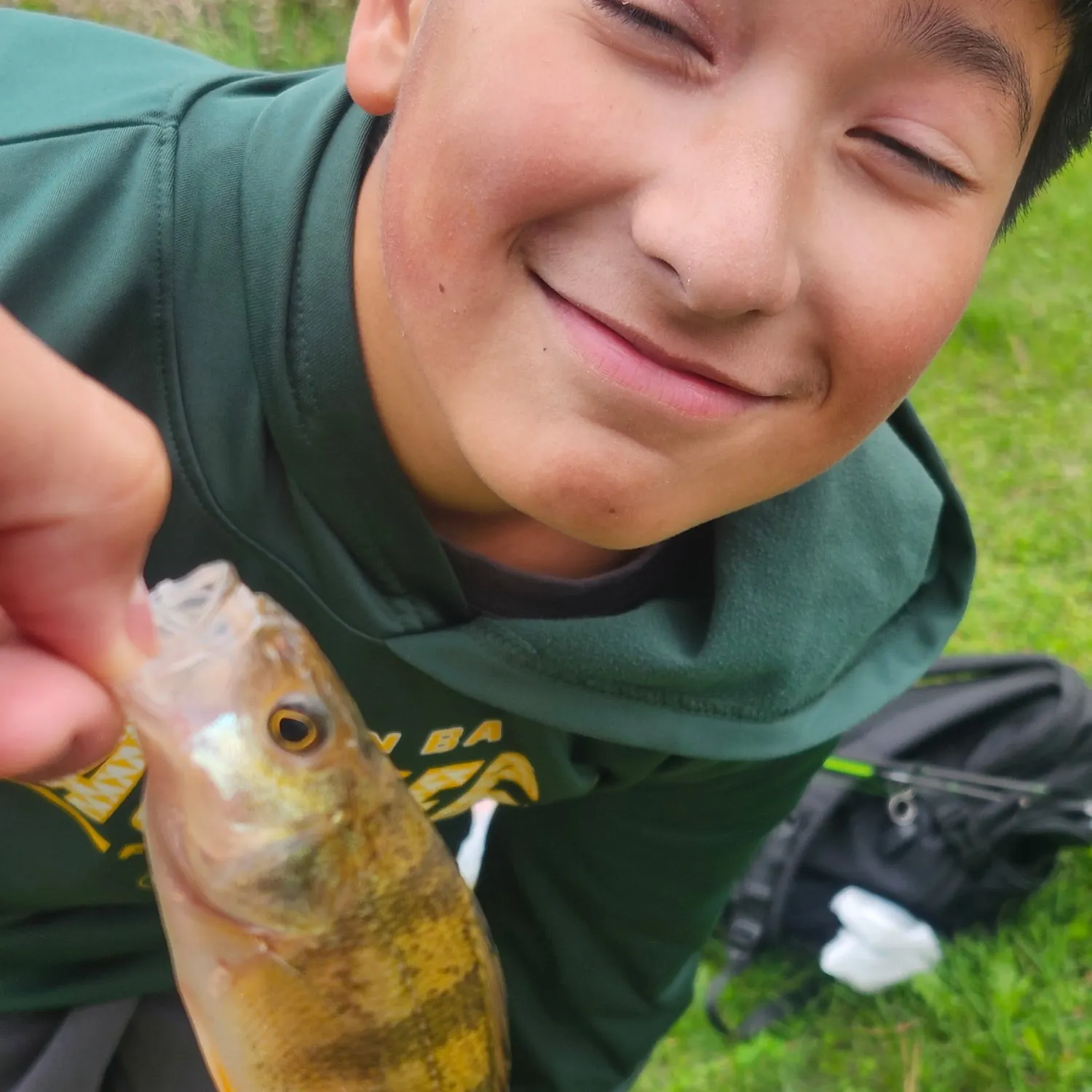 Yellow perch caught on Fishbrain