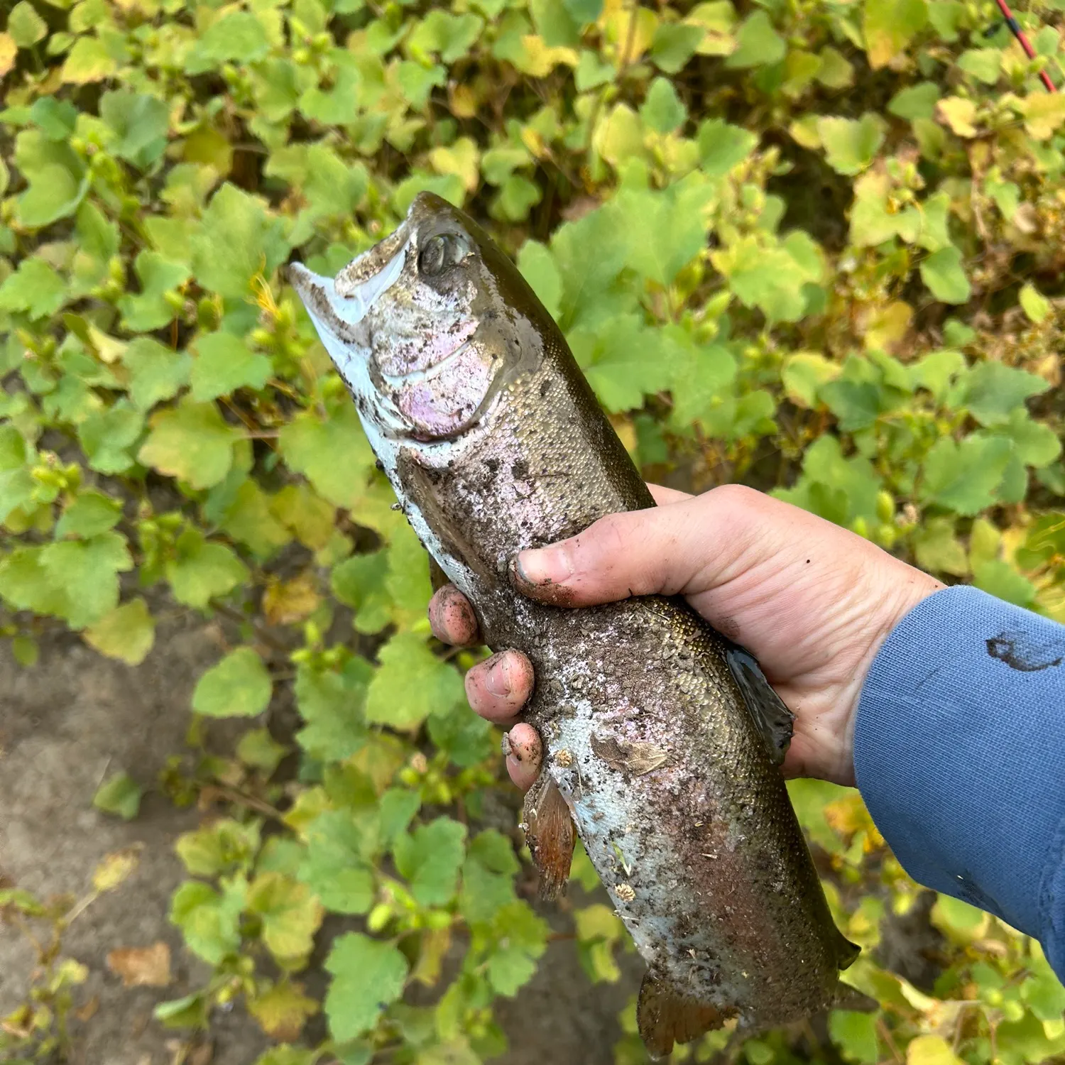 Fish caught on Fishbrain