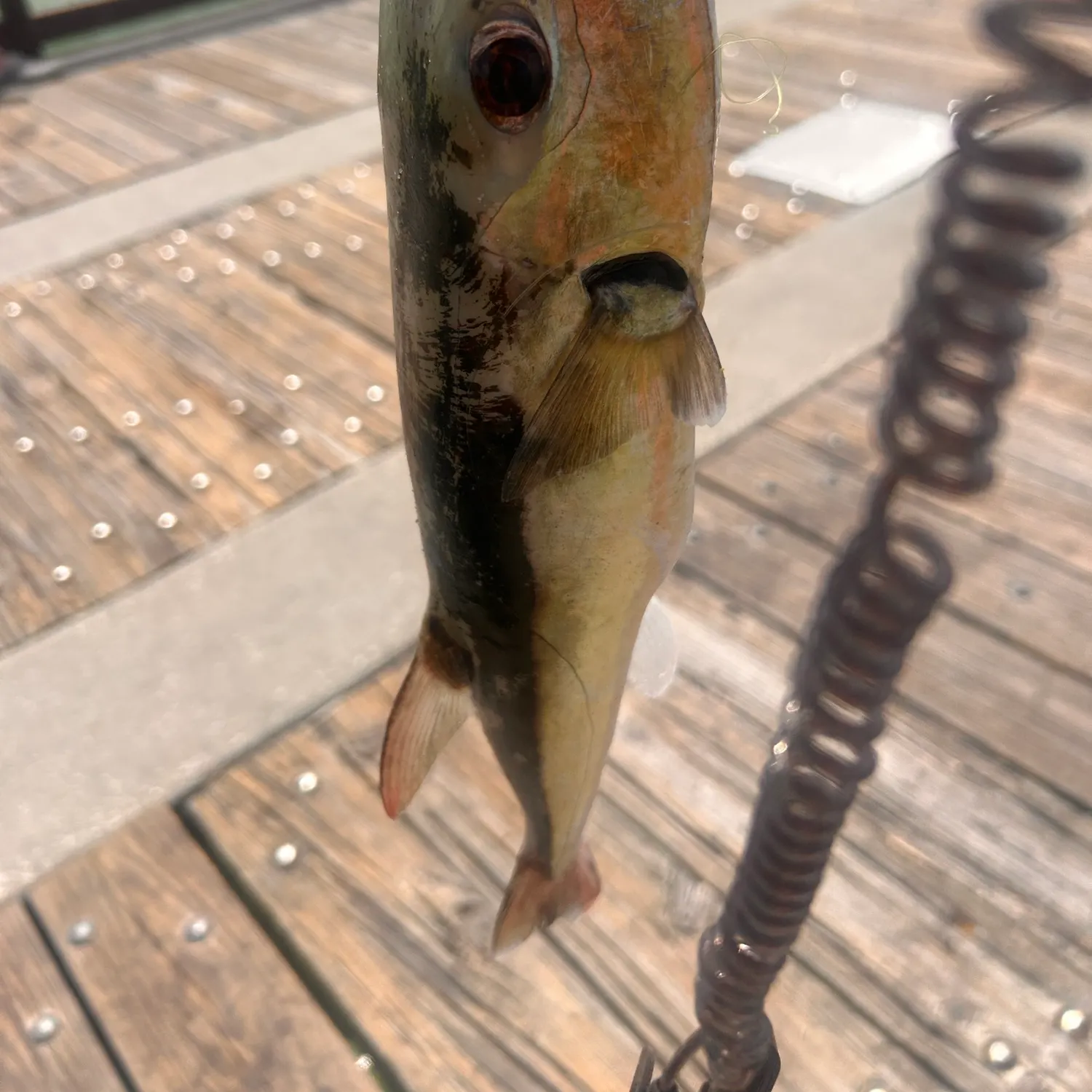 The most recent Rabbit fish catches on Fishbrain