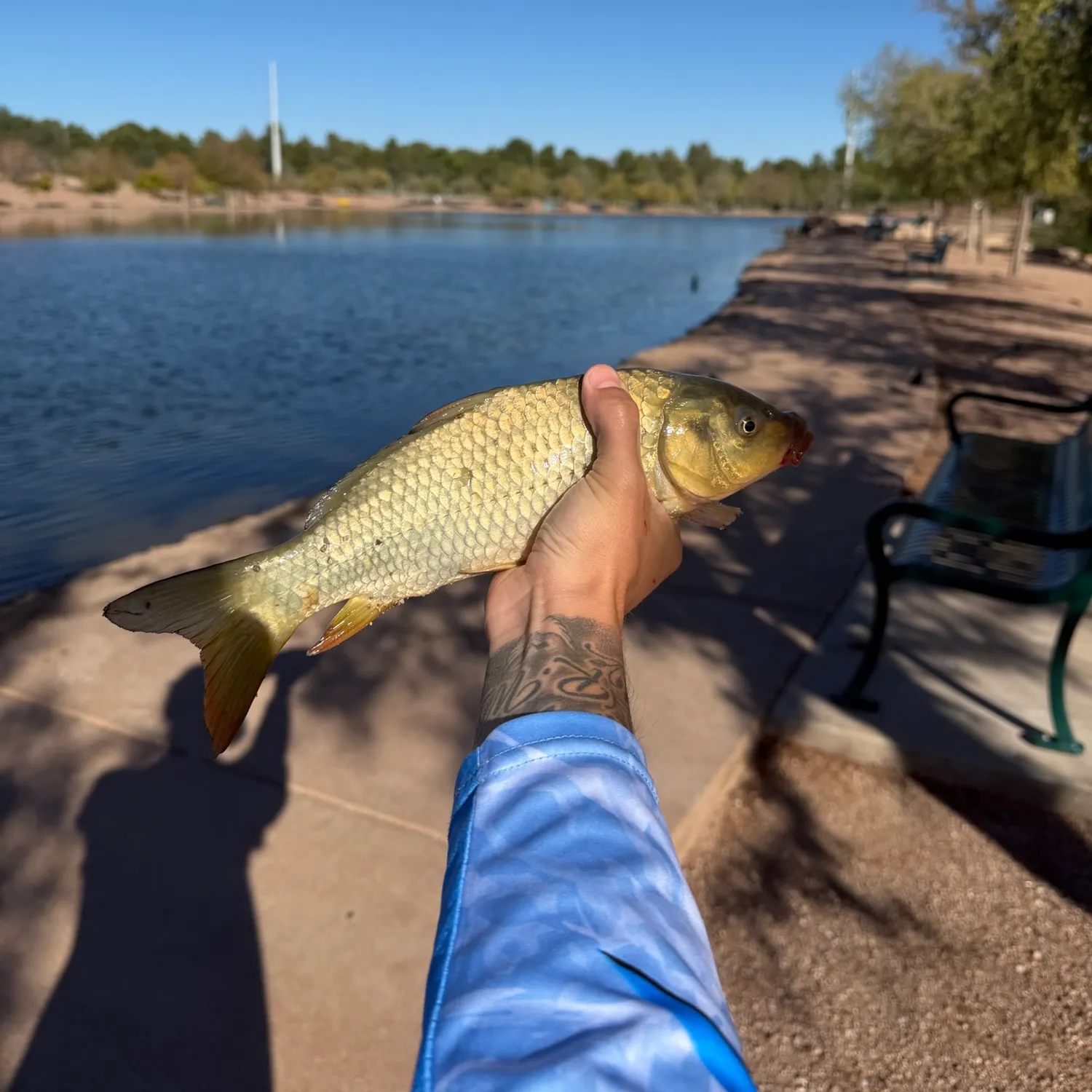 Common carp caught on Fishbrain