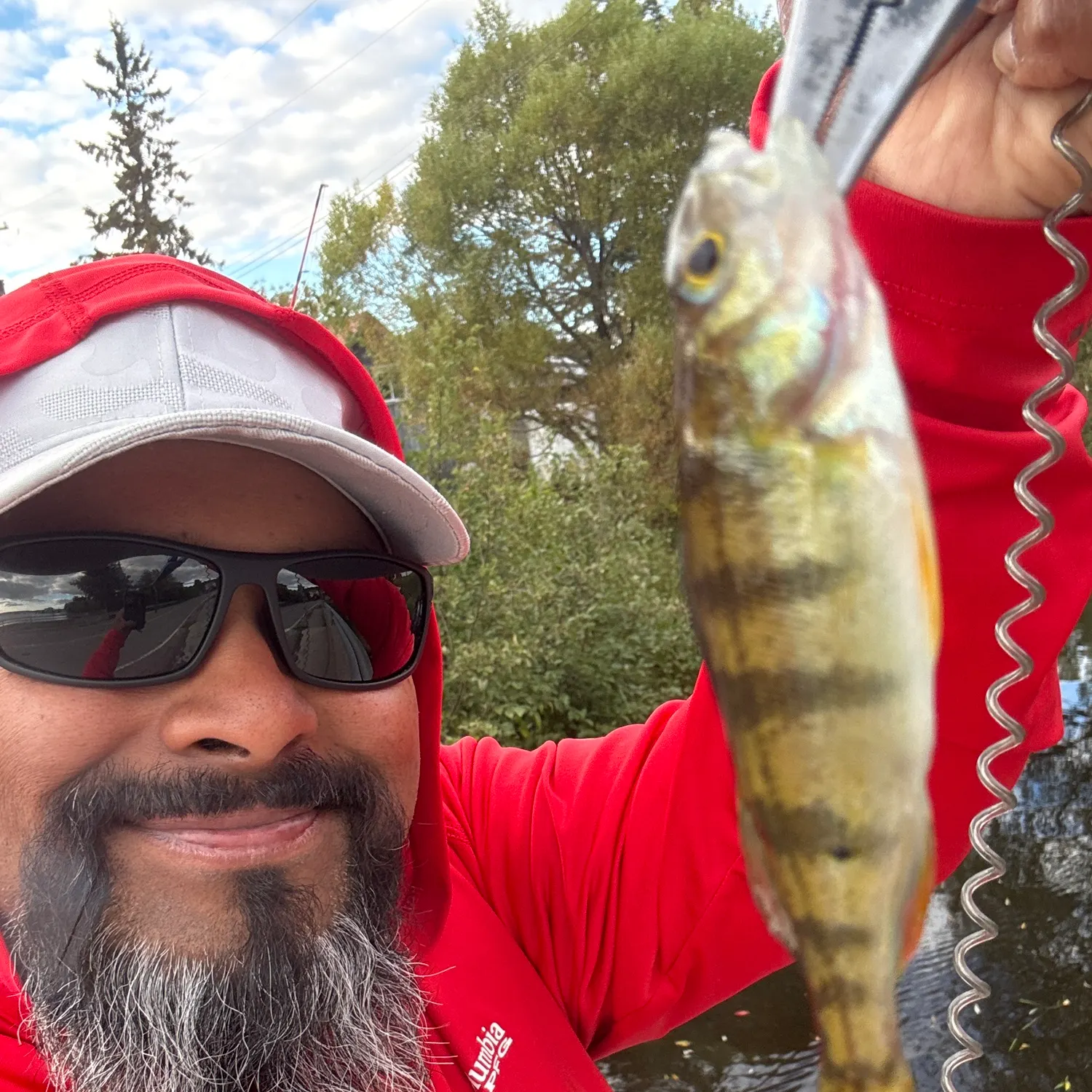 Yellow perch caught on Fishbrain