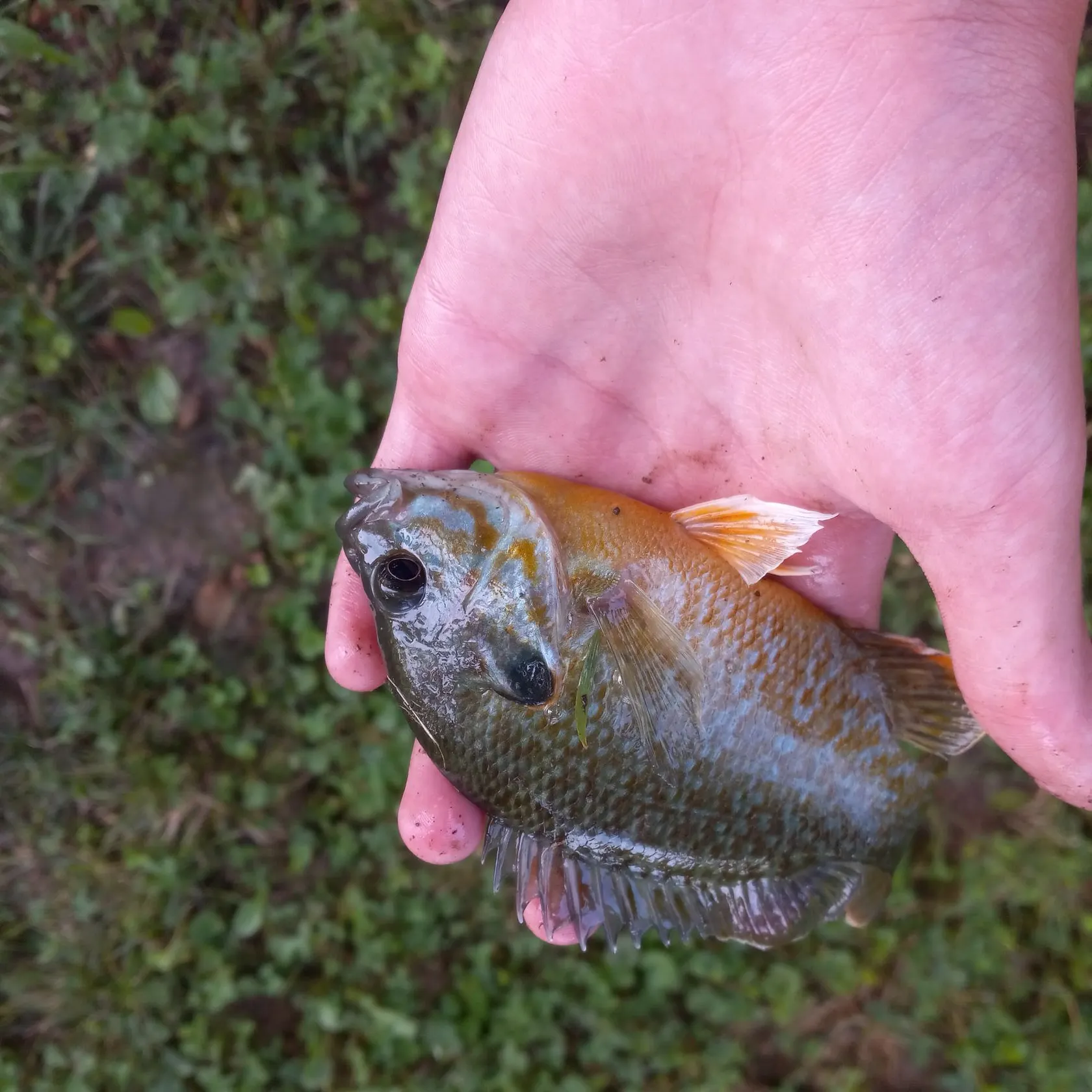 The most recent Bluegill x longear sunfish catches on Fishbrain