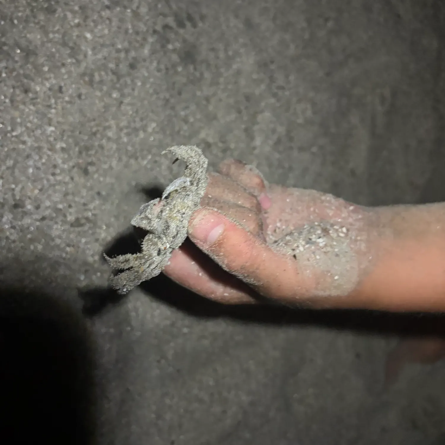 The most recent Florida stone crab catches on Fishbrain