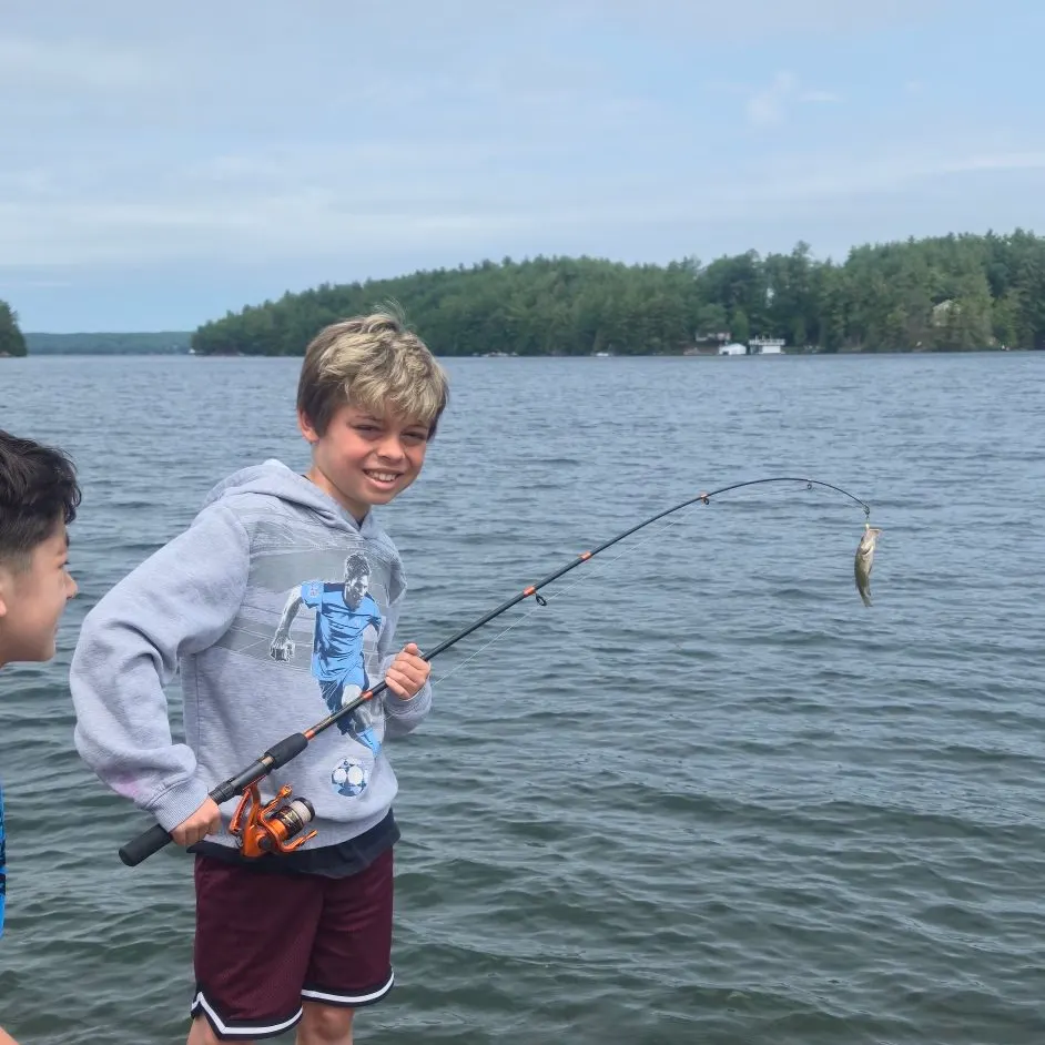 The most recent American eel catches on Fishbrain