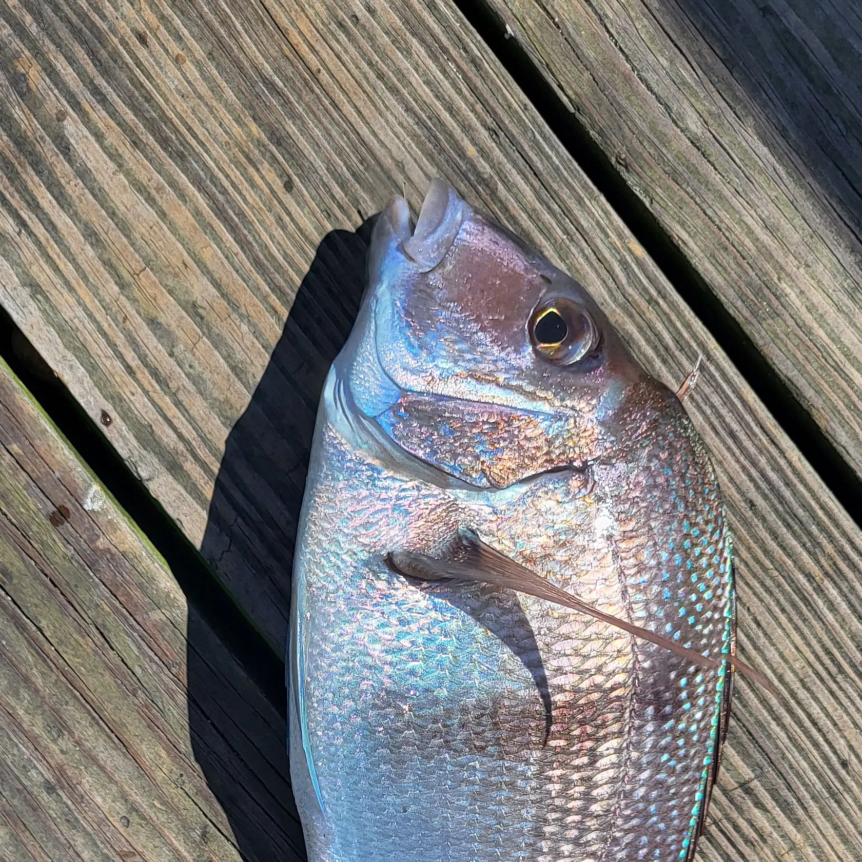 Scup caught on Fishbrain