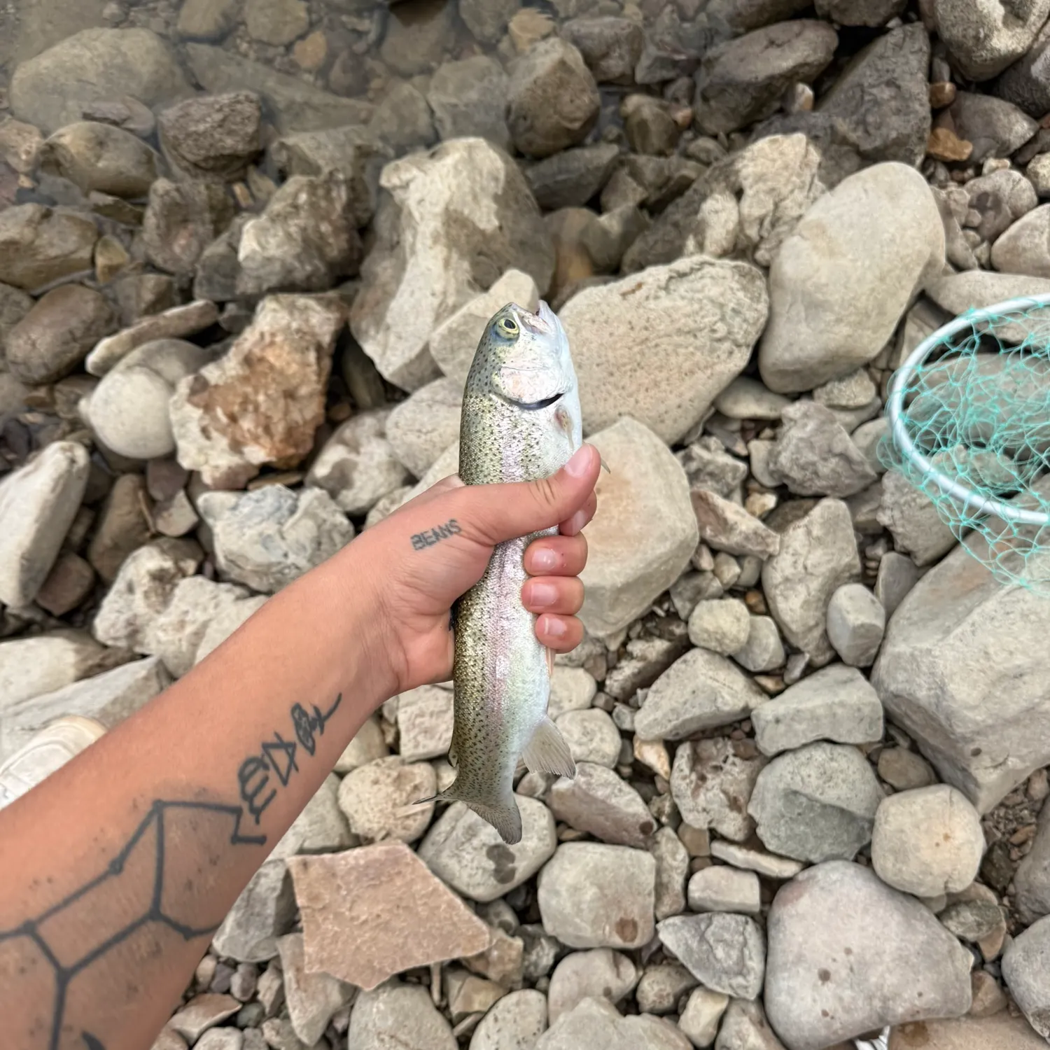 Rainbow trout caught on Fishbrain