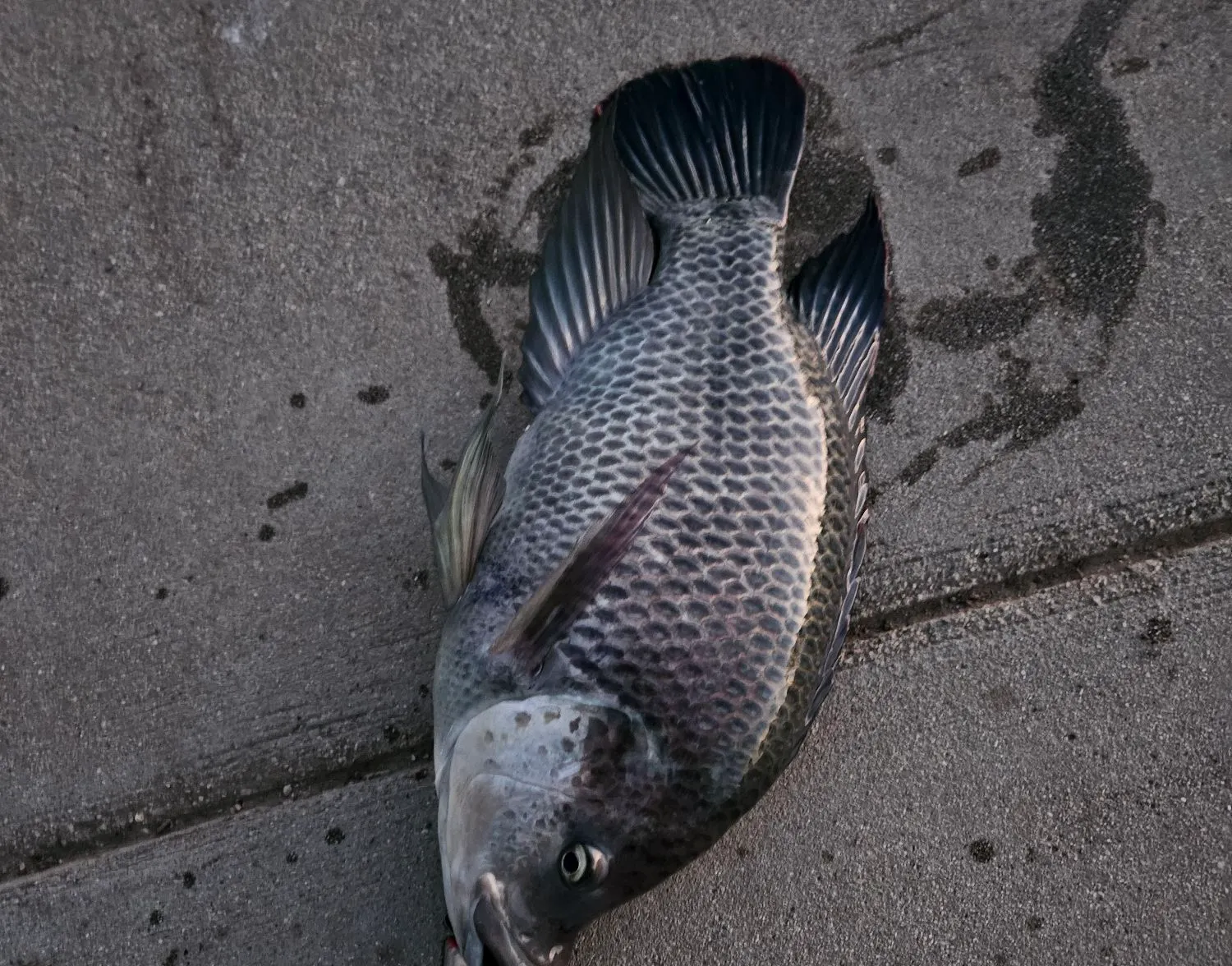 Blue tilapia