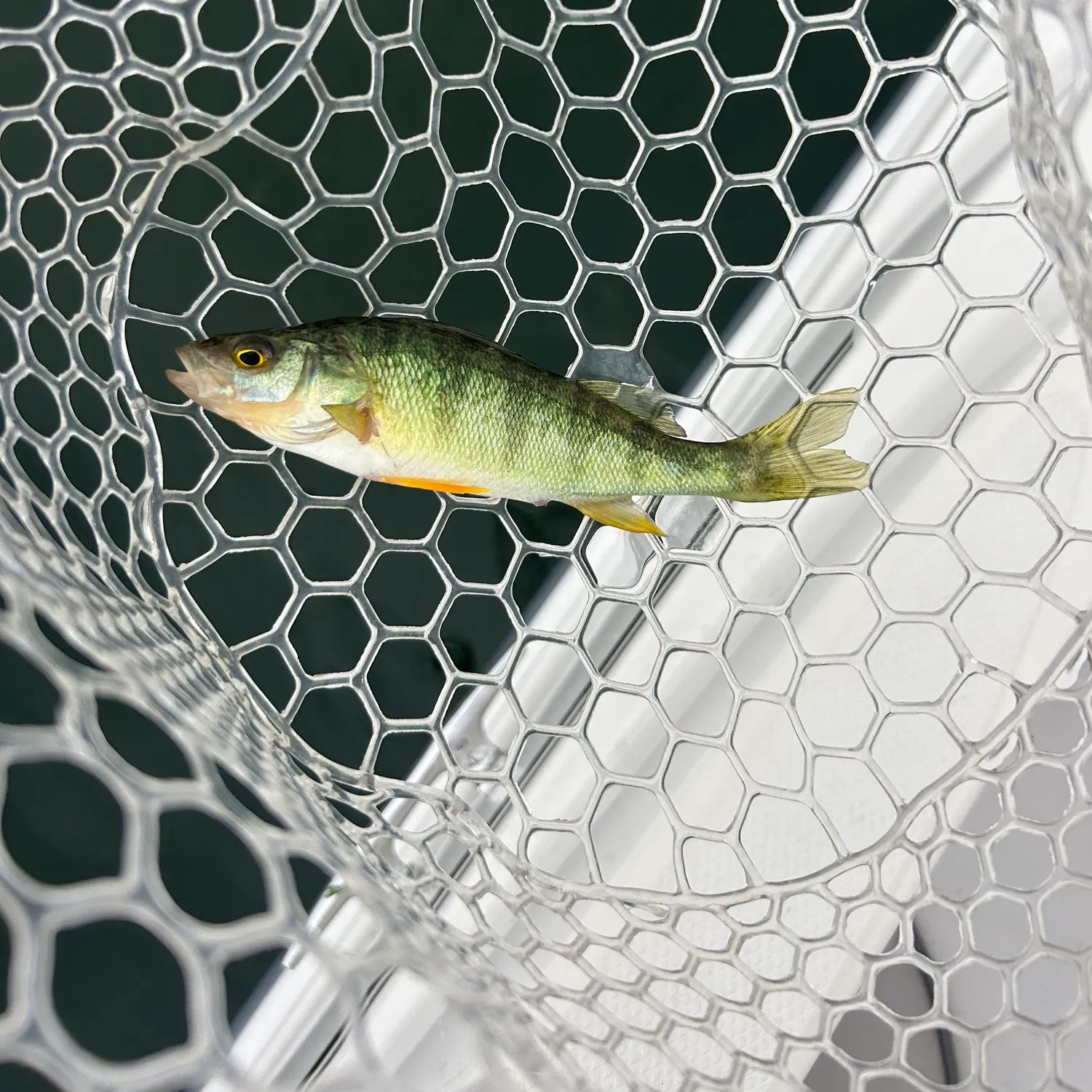 Yellow perch caught on Fishbrain