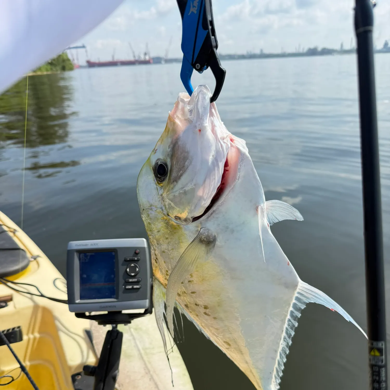 The most recent Indian threadfish catches on Fishbrain