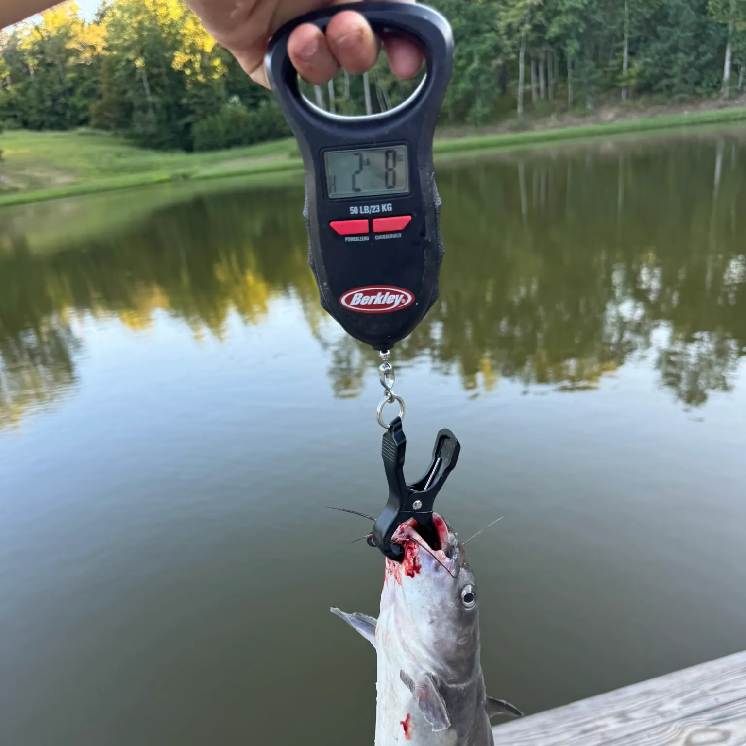 The most recent White bullhead catches on Fishbrain