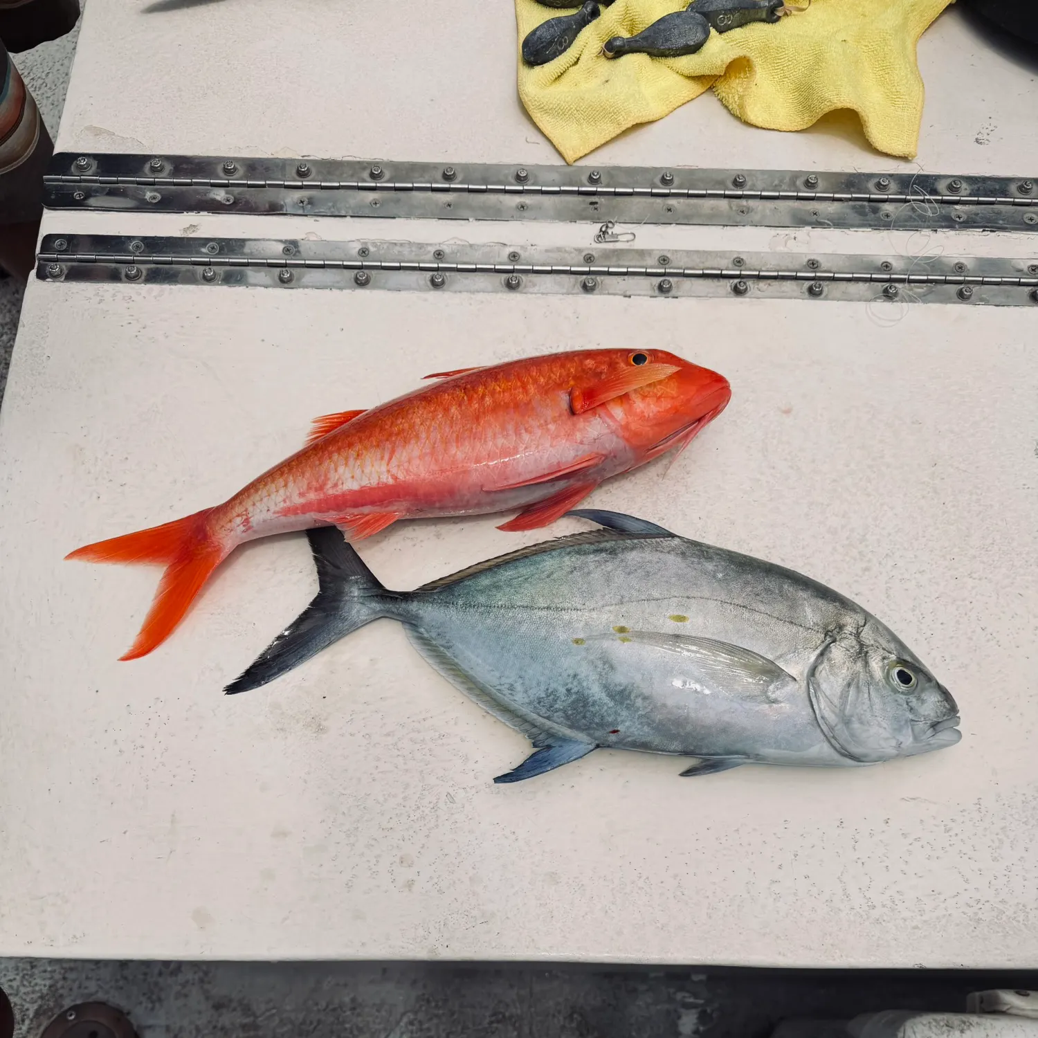 The most recent Bluefin trevally catches on Fishbrain