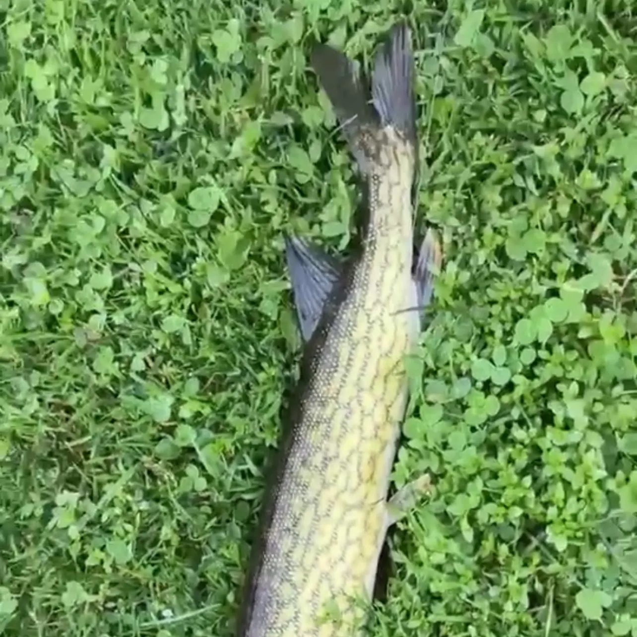 Chain pickerel caught on Fishbrain