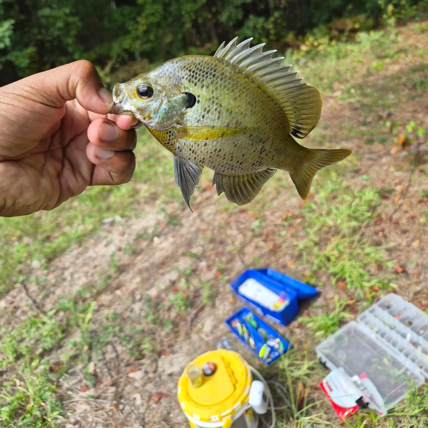 The most recent Coppernose bluegill catches on Fishbrain