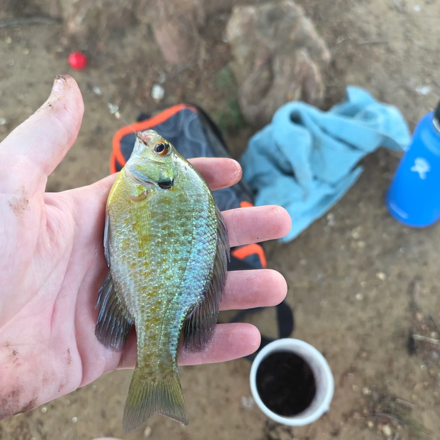 Bluegill caught on Fishbrain