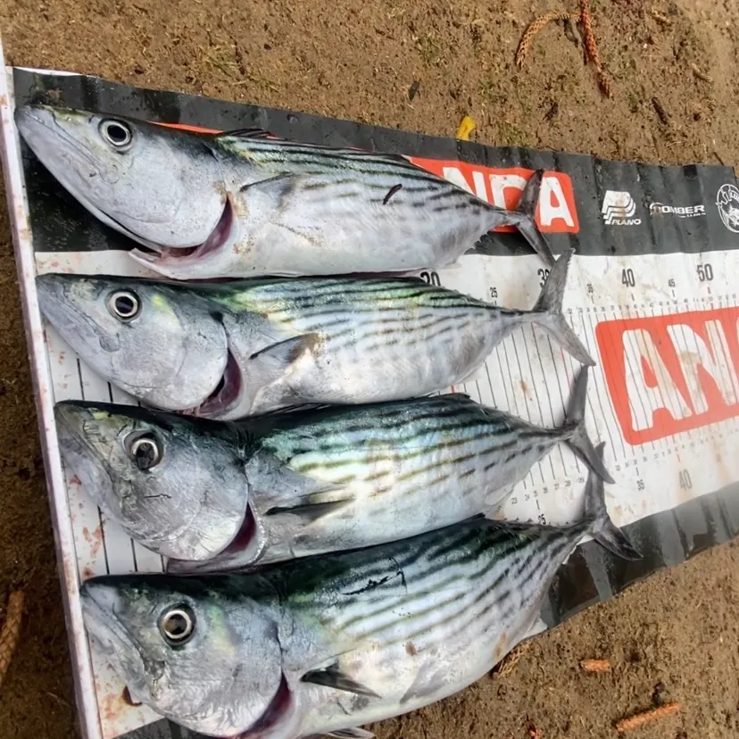 The most recent Striped bonito catches on Fishbrain