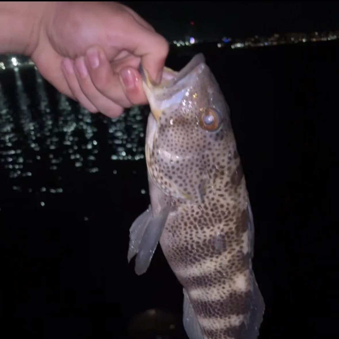 Spotted sand bass caught on Fishbrain