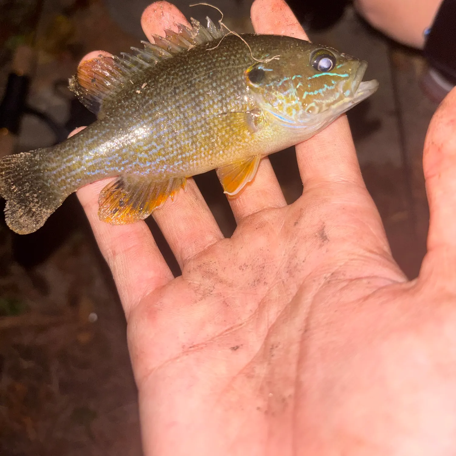 Green sunfish caught on Fishbrain
